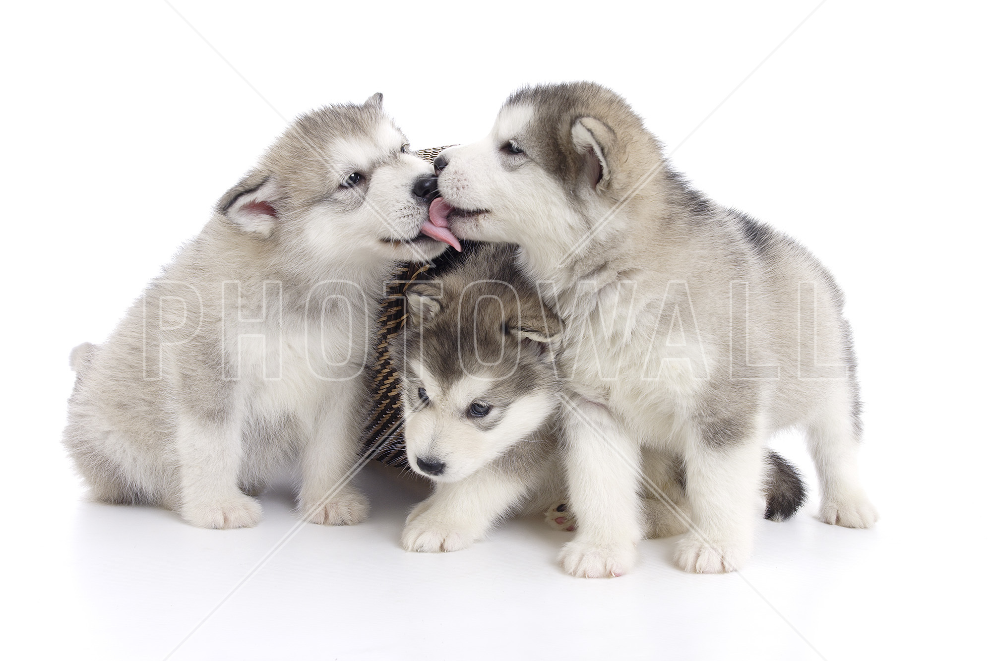 fond d'écran chiot,chien,husky sibérien,malamute d'alaska,chiot,chien inuit du nord