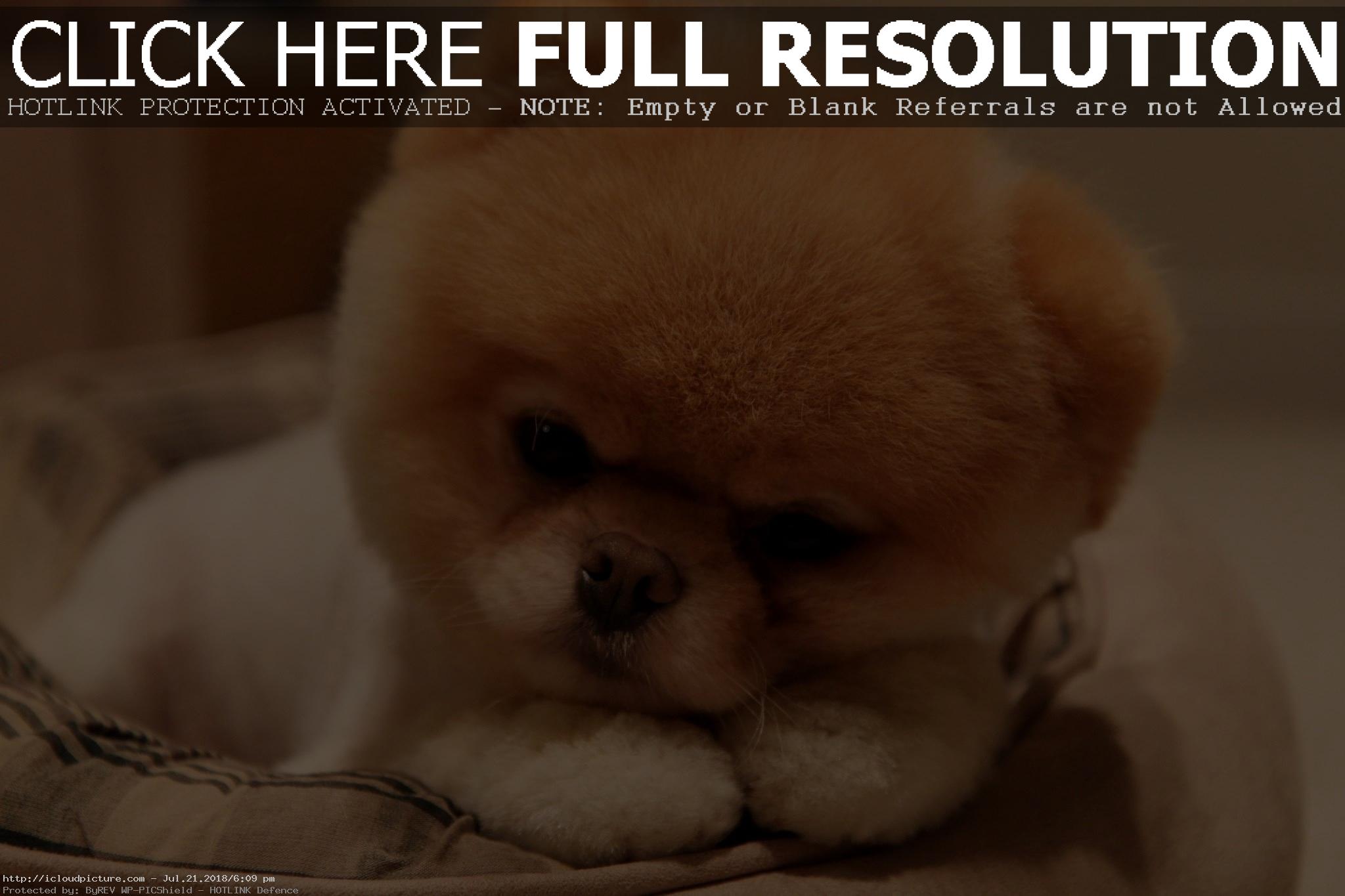 puppy wallpaper,dog,mammal,dog breed,canidae,pomeranian