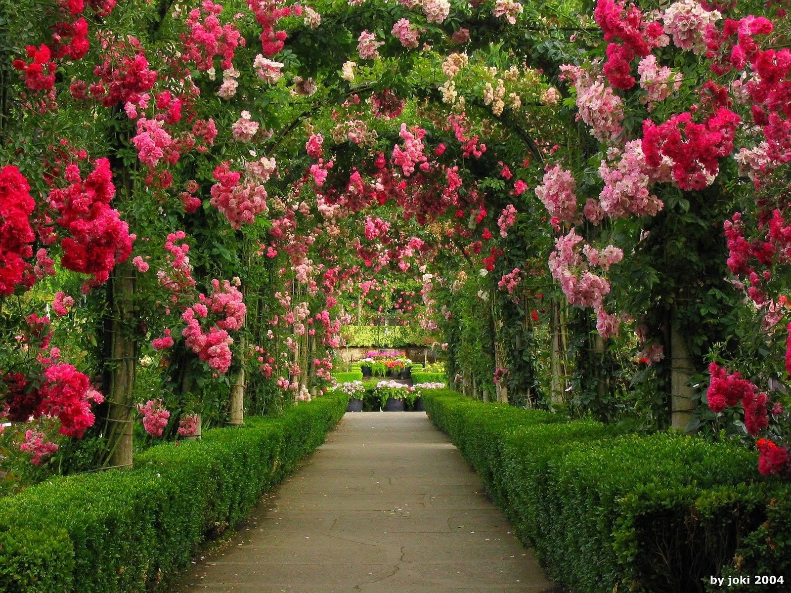 carta da parati da giardino,fiore,pianta fiorita,rose da giardino,natura,pianta