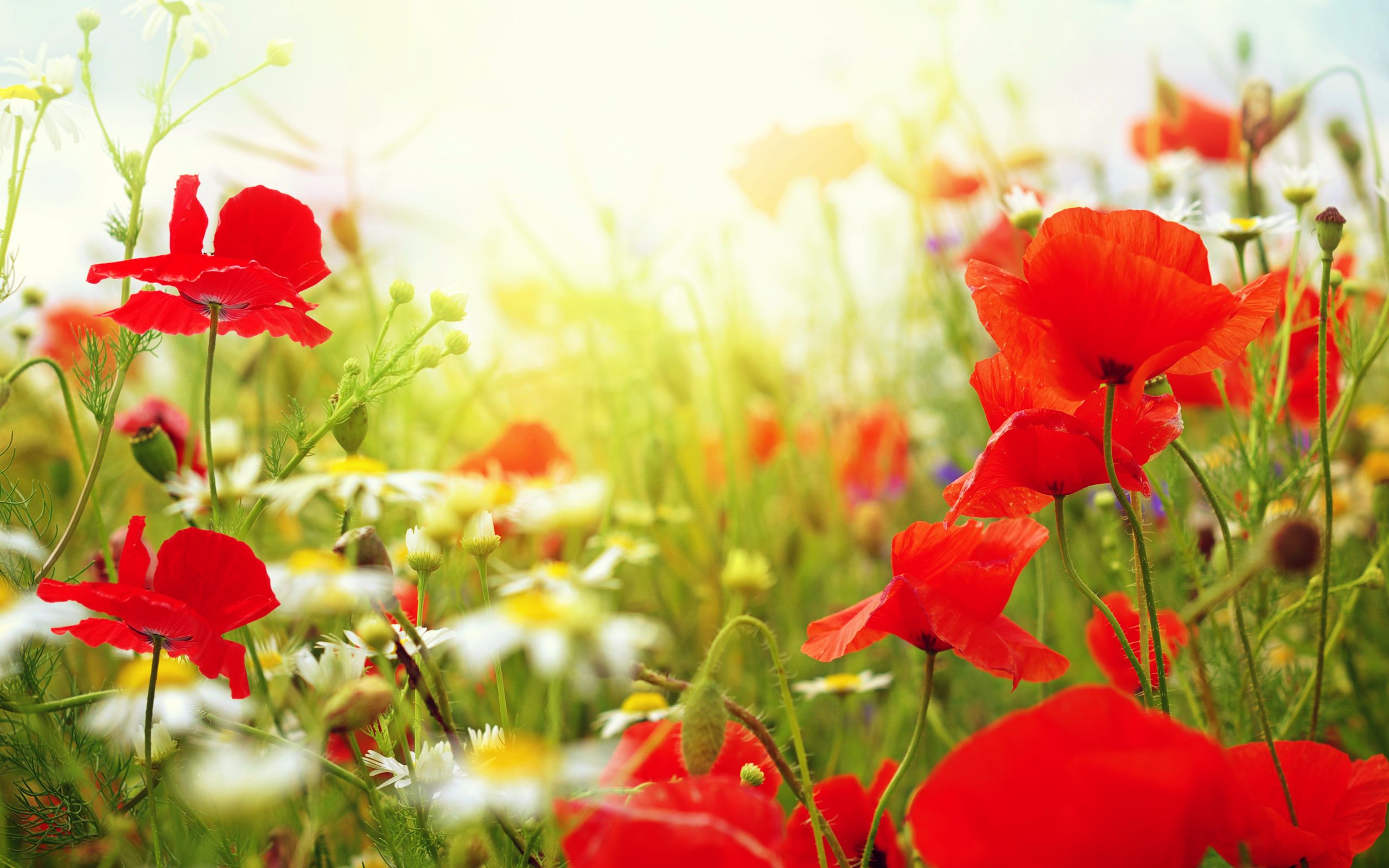 papier peint de jardin,fleur,plante à fleurs,rouge,pétale,coquelicot