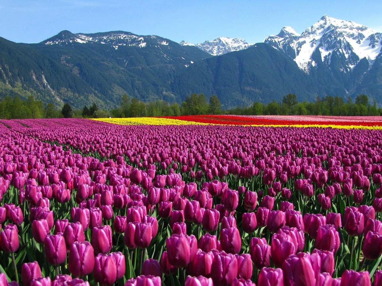 papel tapiz de jardín,flor,campo,paisaje natural,tulipán,planta