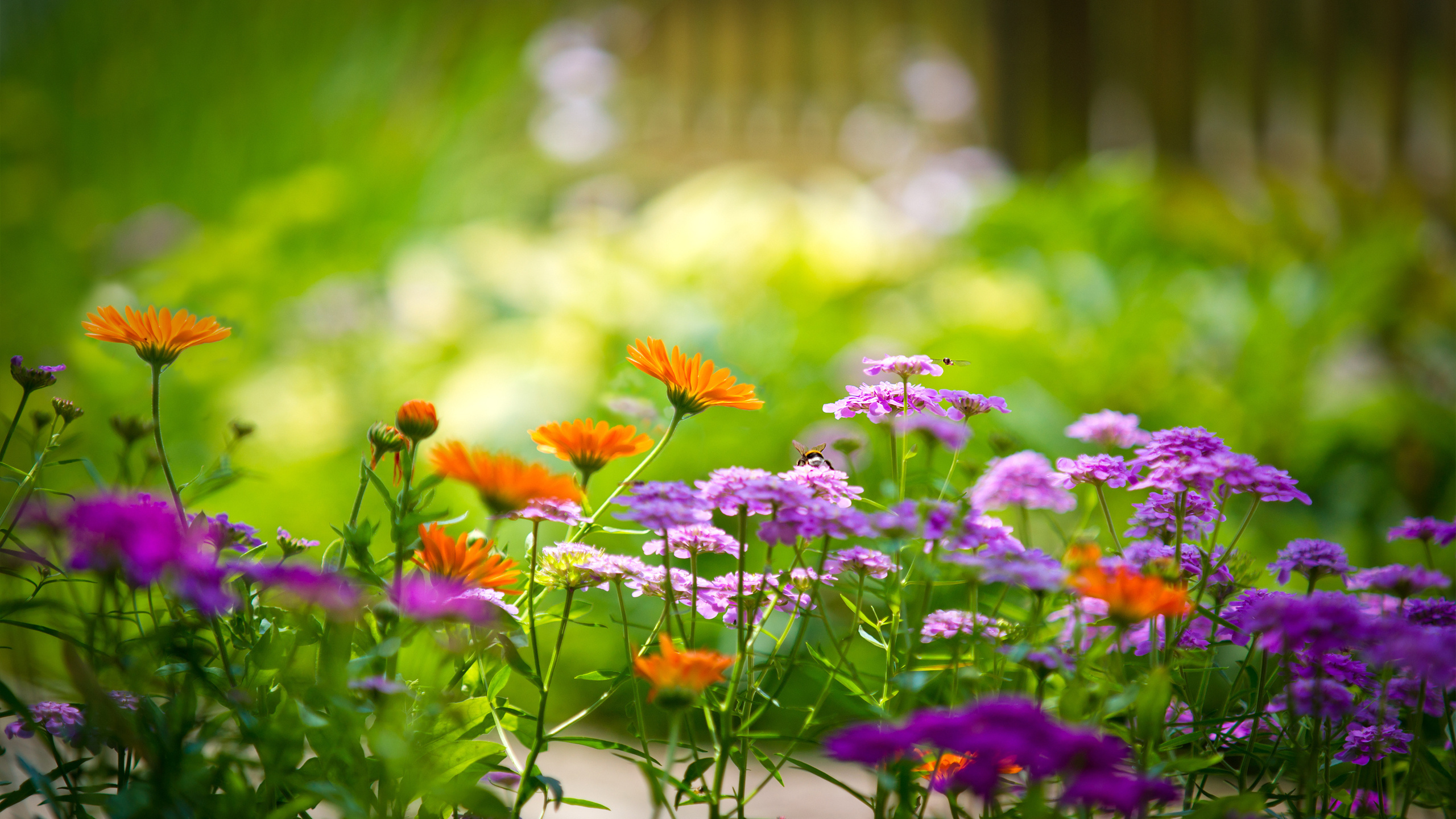 정원 벽지,꽃,꽃 피는 식물,식물,자연 경관,봄