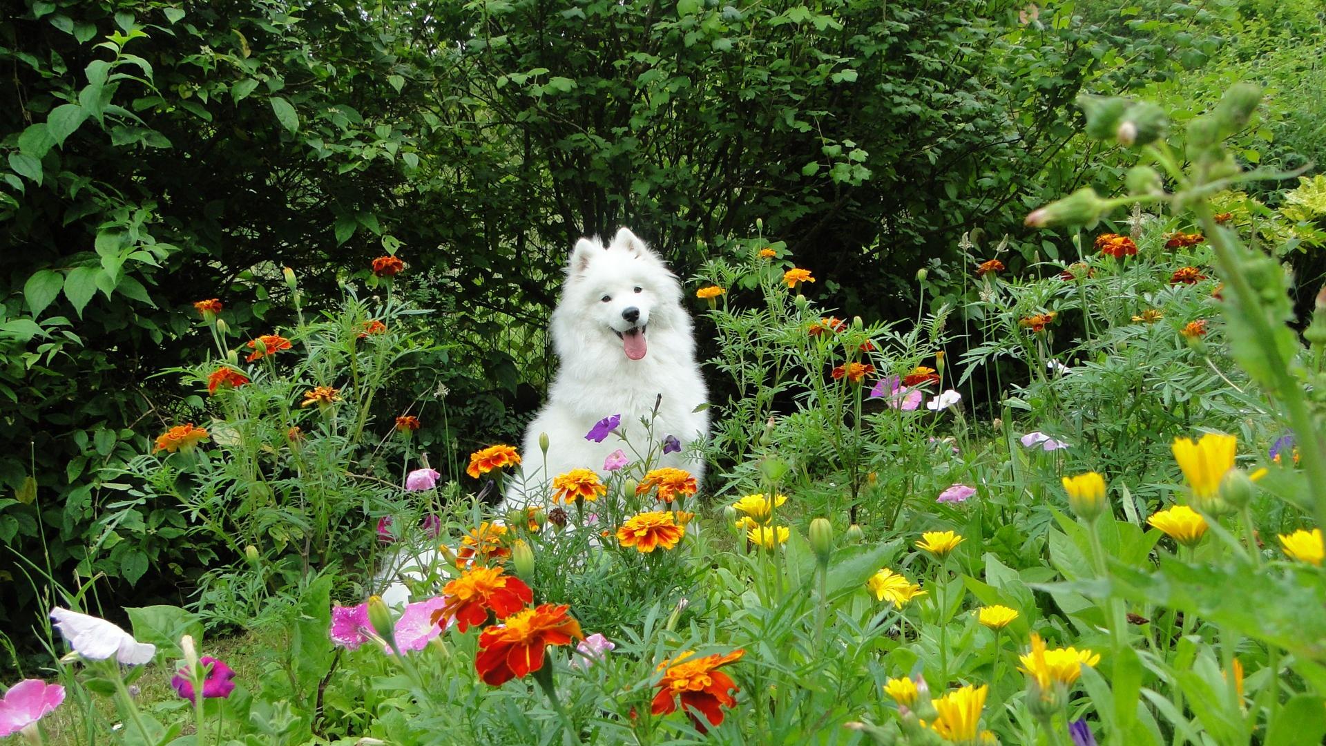 庭の壁紙,犬,牧草地,花,野草,草