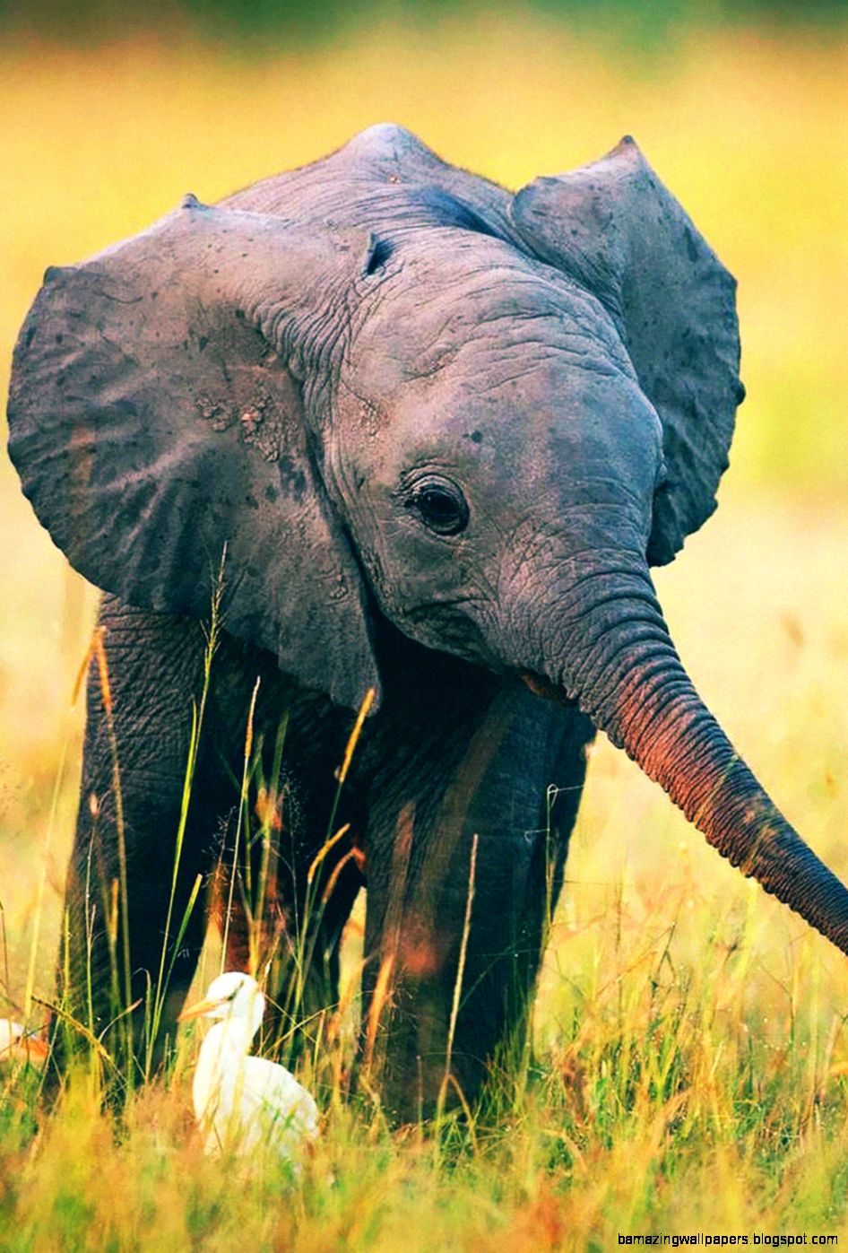 papel pintado de elefante,animal terrestre,elefante,fauna silvestre