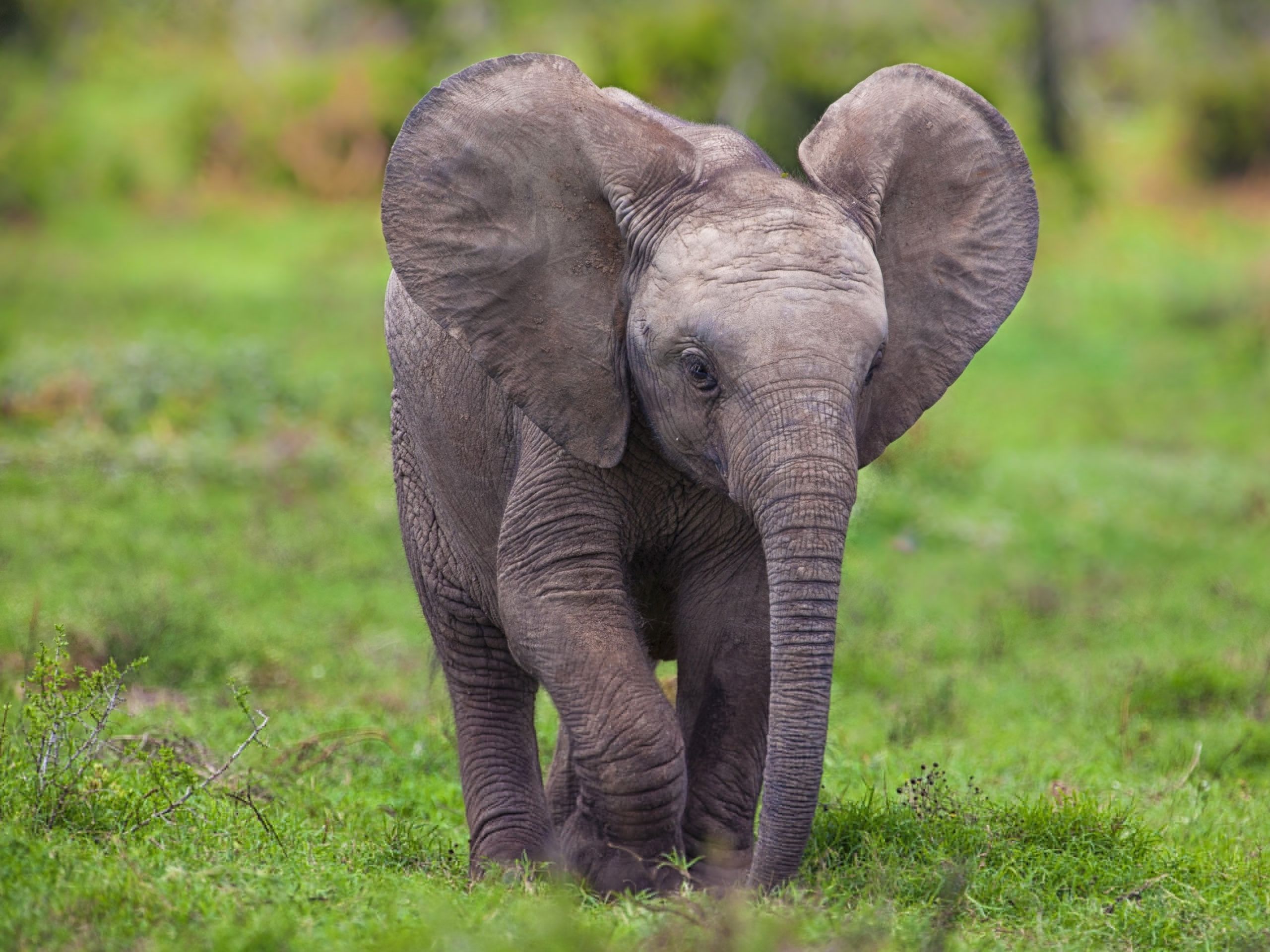 carta da parati elefante,elefante,elefanti e mammut,animale terrestre,natura,elefante indiano