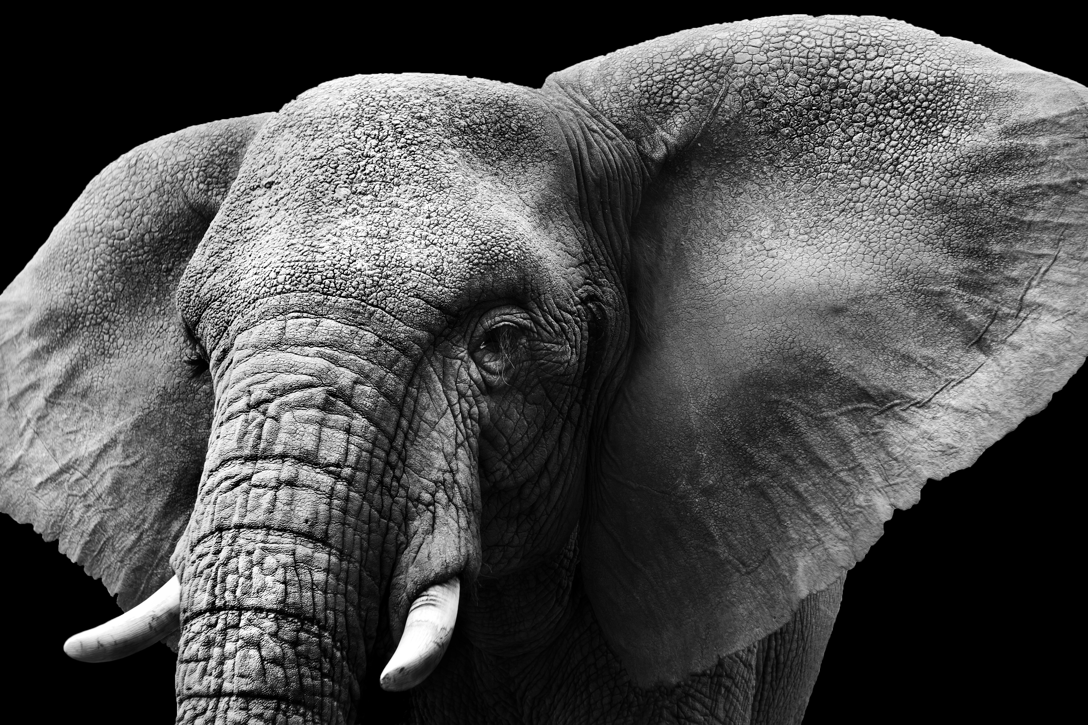 carta da parati elefante,elefante,elefanti e mammut,animale terrestre,nero,elefante africano
