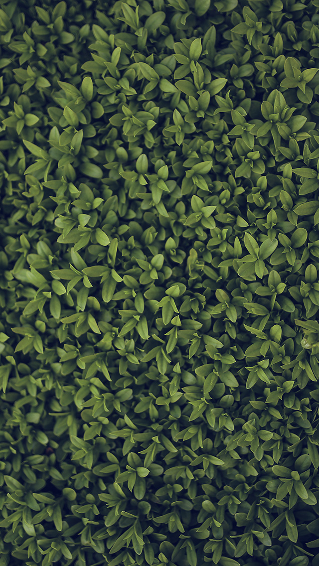 정원 벽지,초록,식물,잎,잔디,무늬