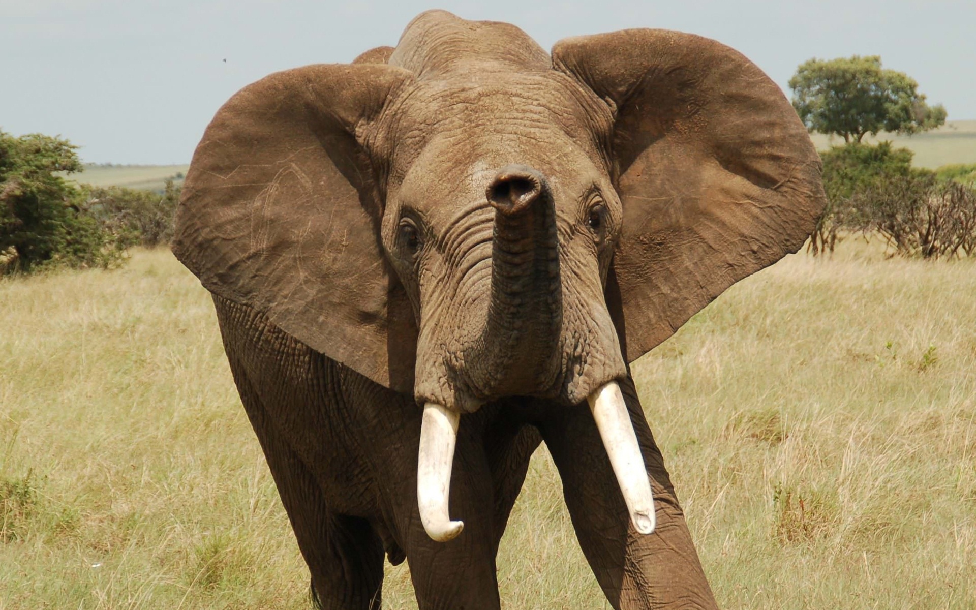 papier peint éléphant,l'éléphant,animal terrestre,éléphants et mammouths,faune,éléphant d'afrique