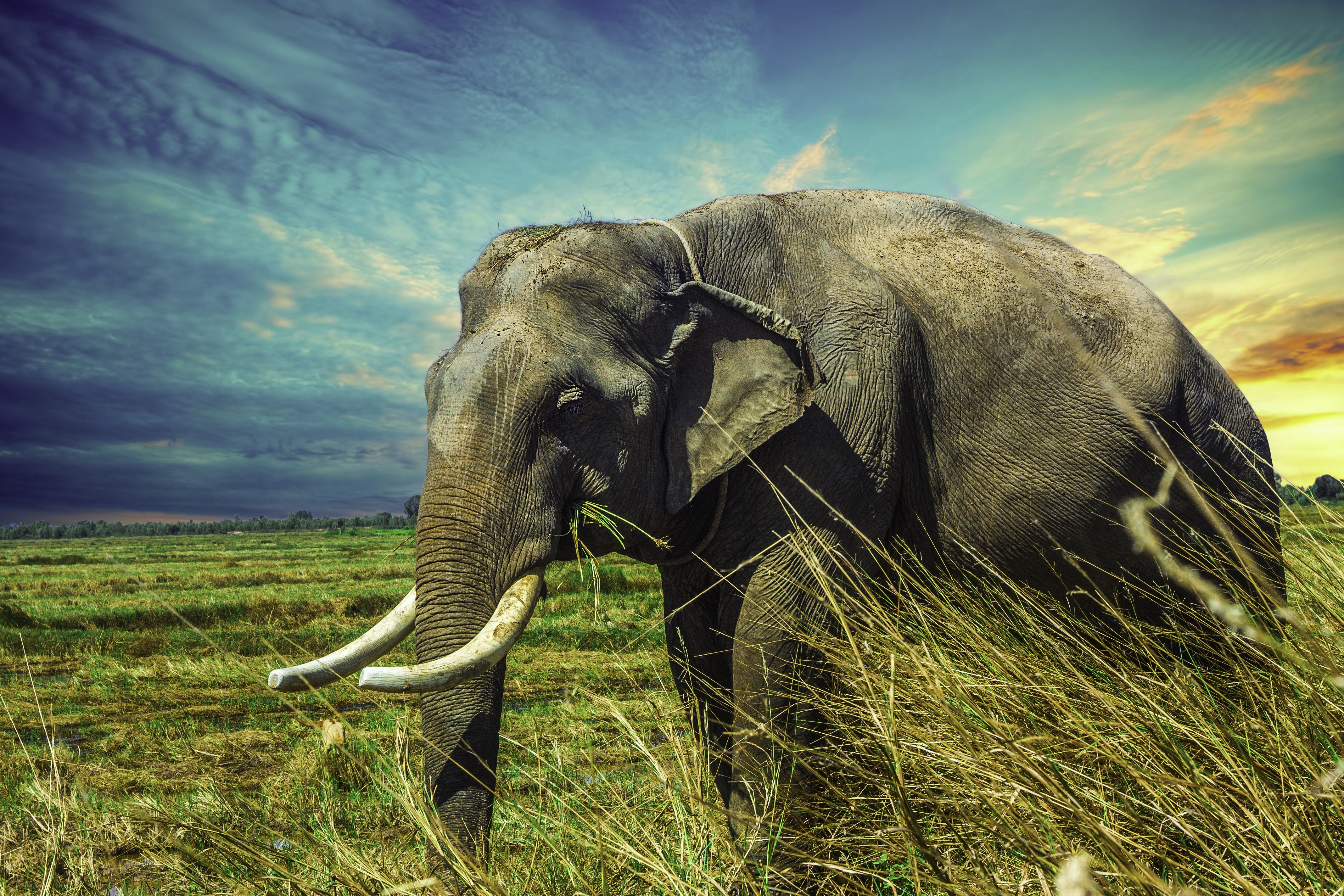 elefantentapete,elefant,elefanten und mammuts,landtier,indischer elefant,tierwelt