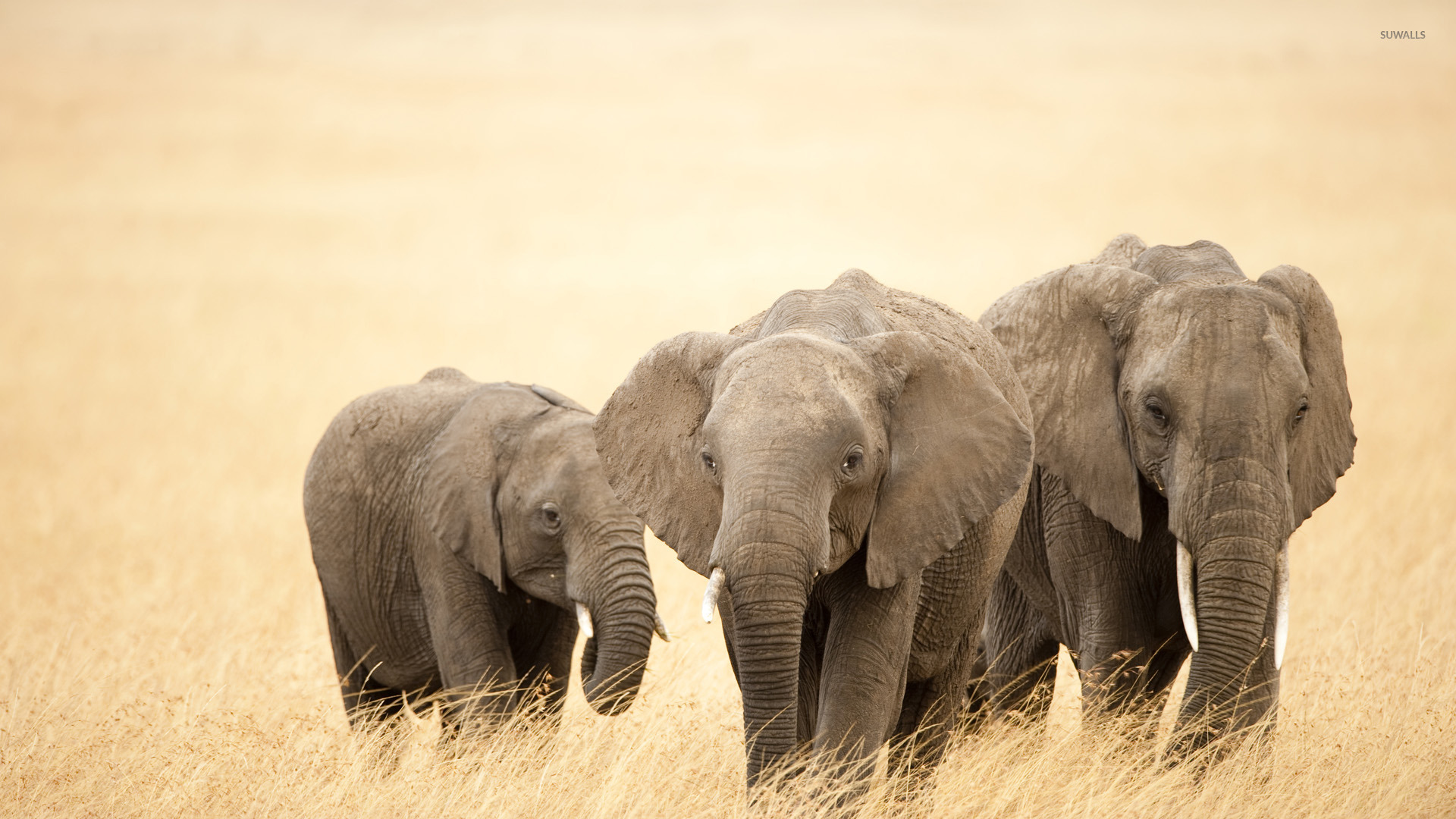 carta da parati elefante,elefante,animale terrestre,elefanti e mammut,natura,elefante indiano