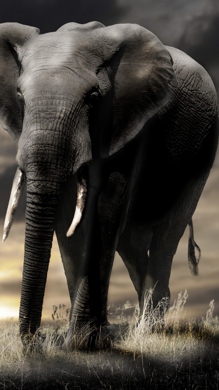 elefantentapete,elefant,landtier,elefanten und mammuts,indischer elefant,tierwelt
