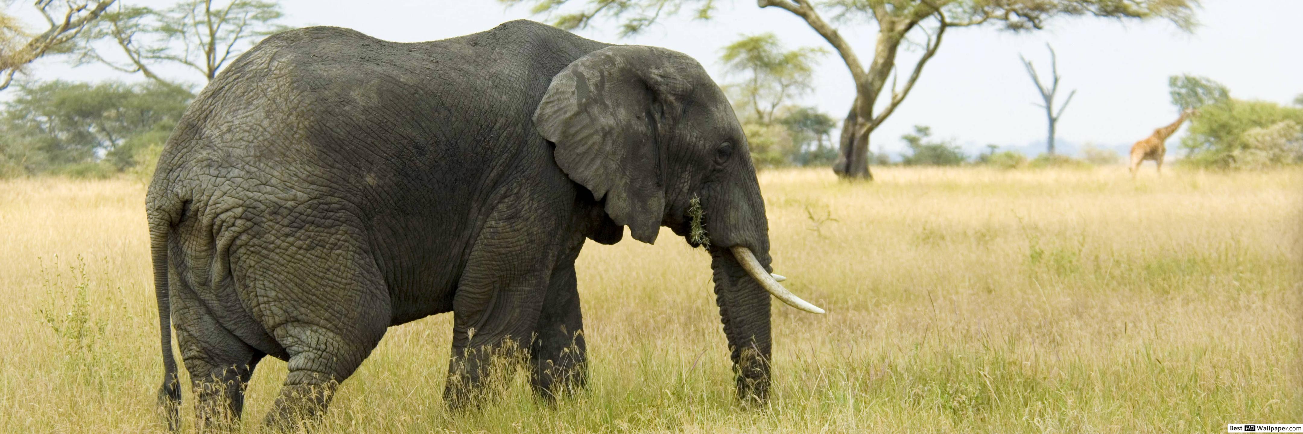 elephant wallpaper,elephant,terrestrial animal,elephants and mammoths,vertebrate,wildlife