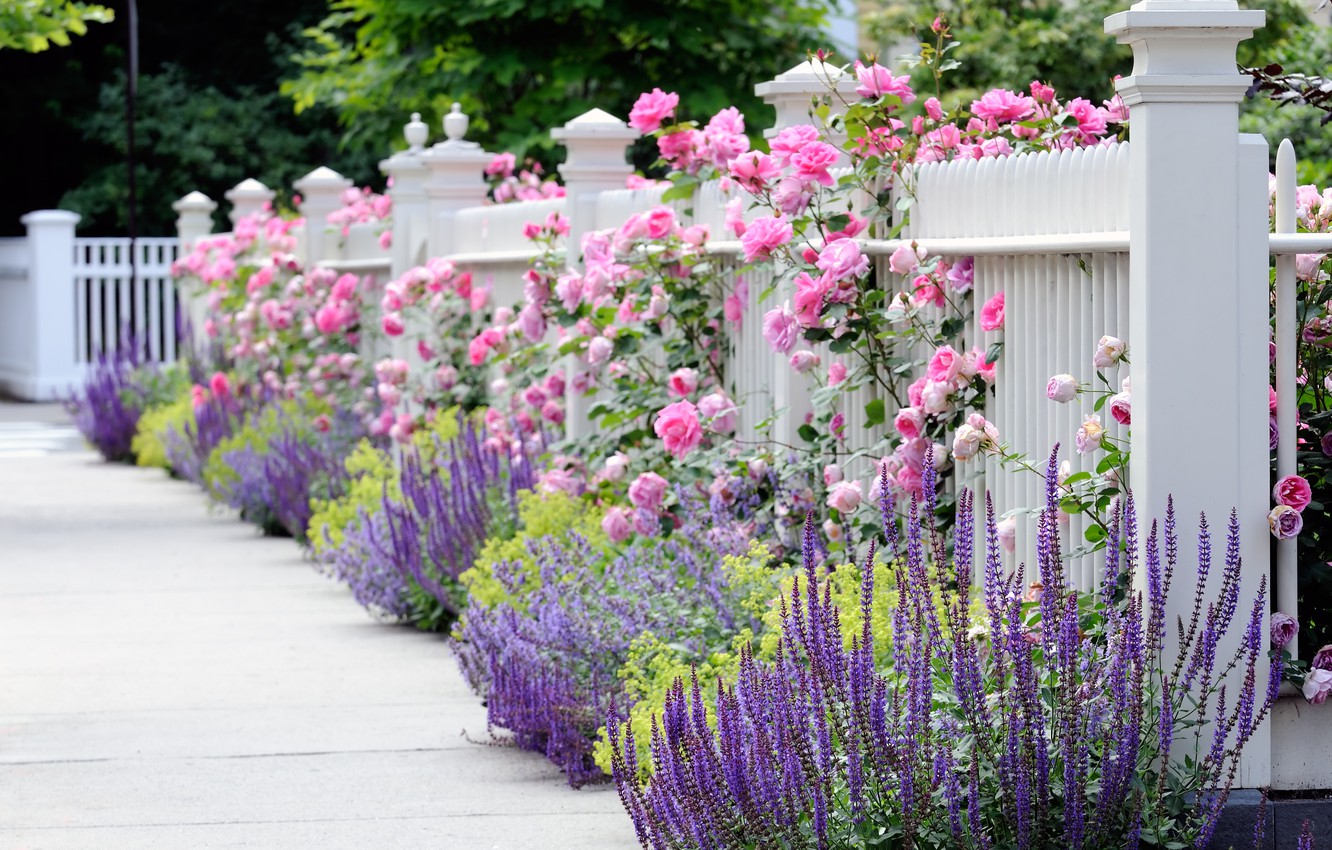 garden wallpaper,flower,plant,lavender,flowering plant,garden