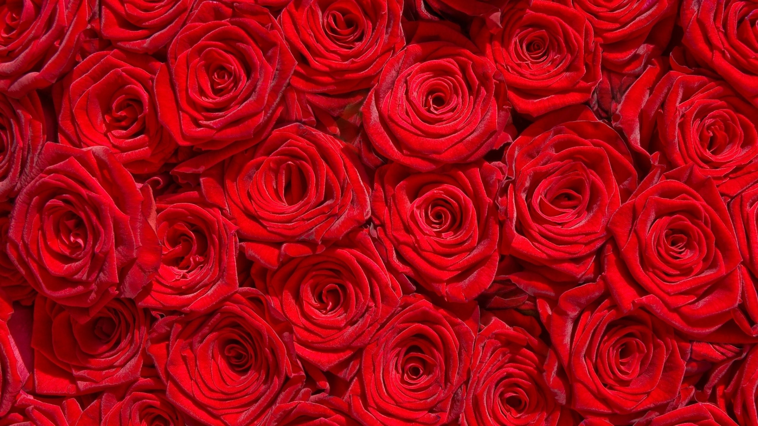 papier peint de jardin,rose,roses de jardin,rouge,fleur,floribunda