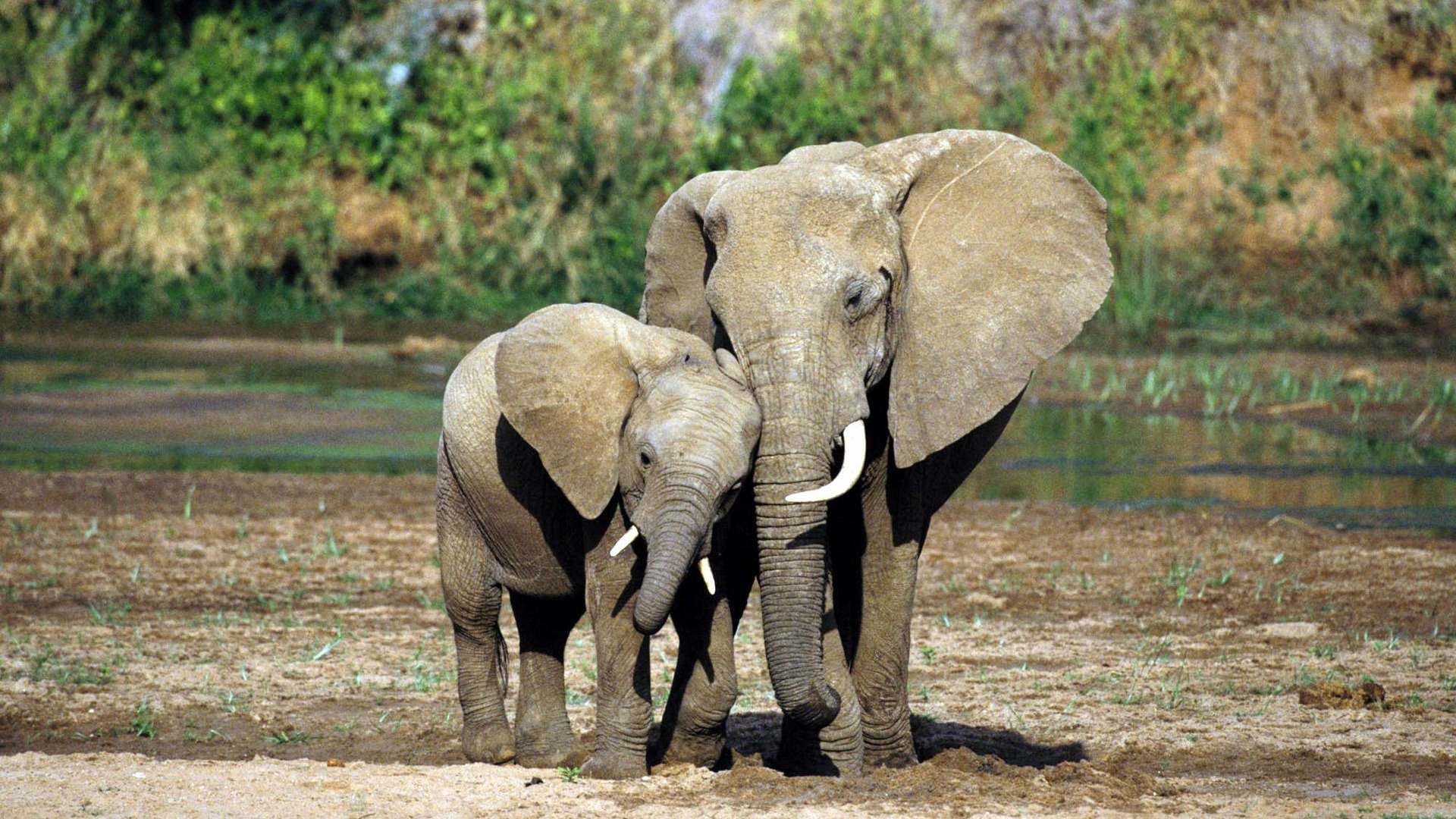 carta da parati elefante,elefante,animale terrestre,natura,elefanti e mammut,elefante africano