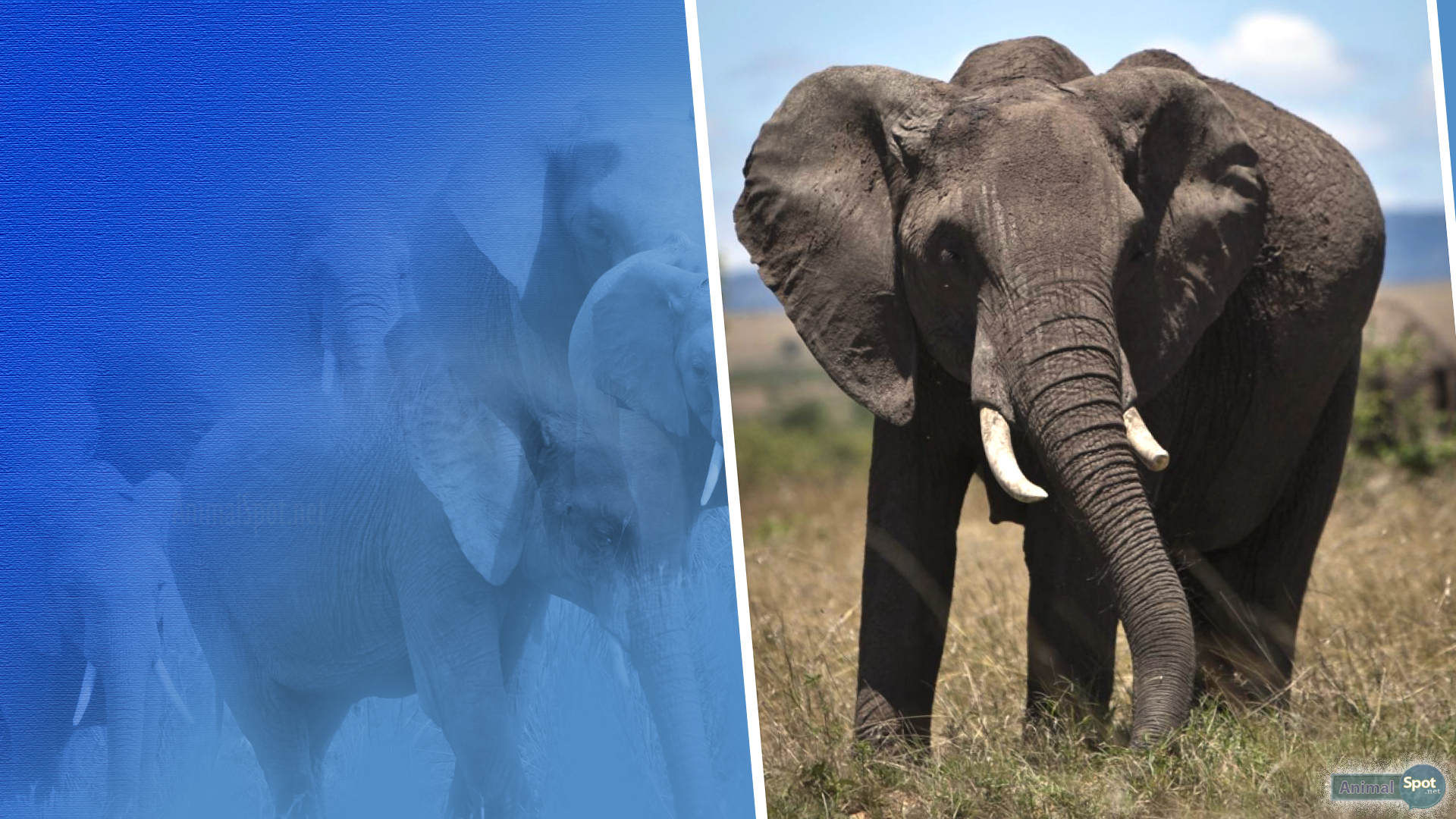 carta da parati elefante,elefante,elefanti e mammut,animale terrestre,natura,elefante indiano