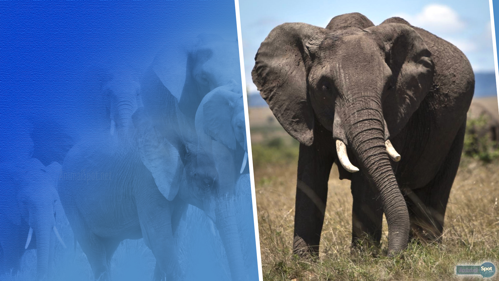 象の壁紙,象,象とマンモス,陸生動物,野生動物,インド象