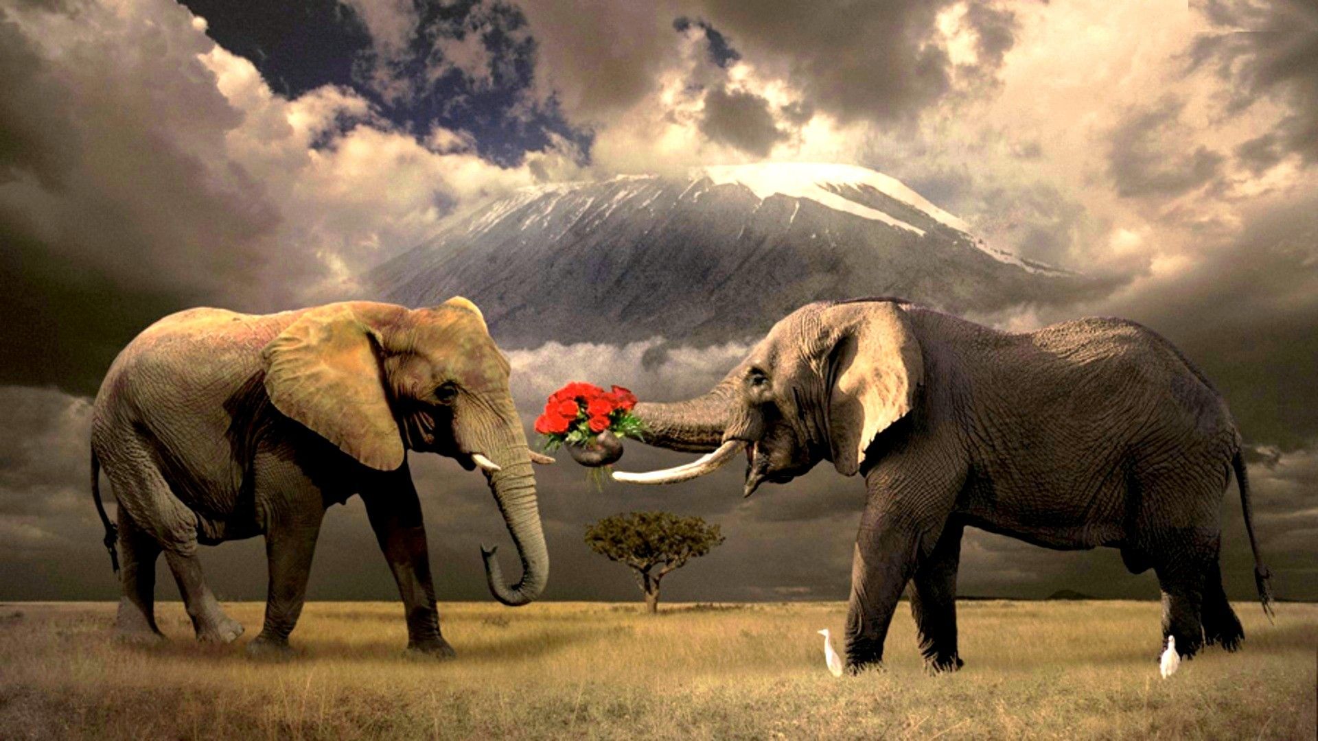 elephant wallpaper,elephant,elephants and mammoths,vertebrate,terrestrial animal,mammal