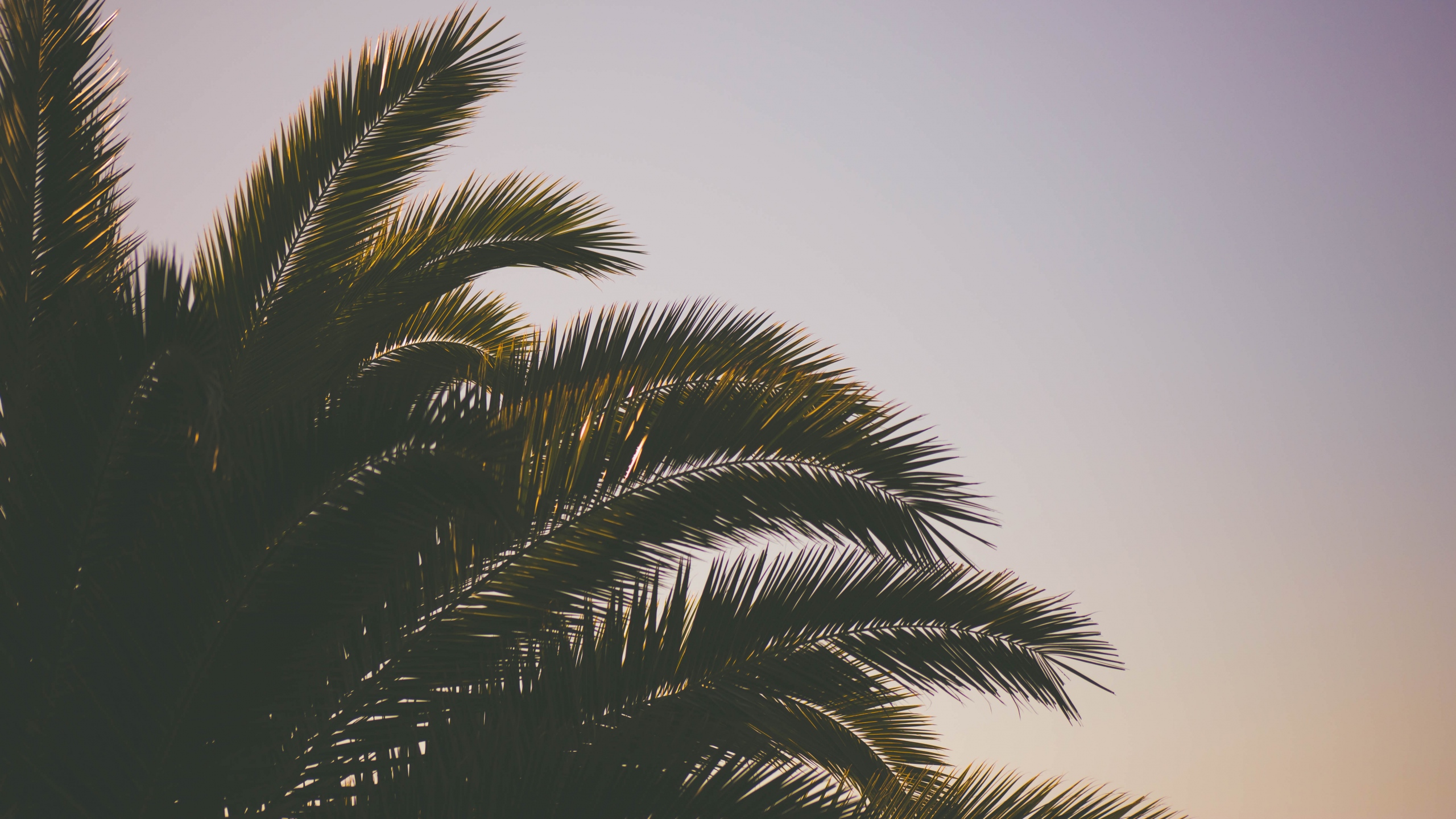 fondo de pantalla de palmera,árbol,cielo,palmera,planta,planta leñosa