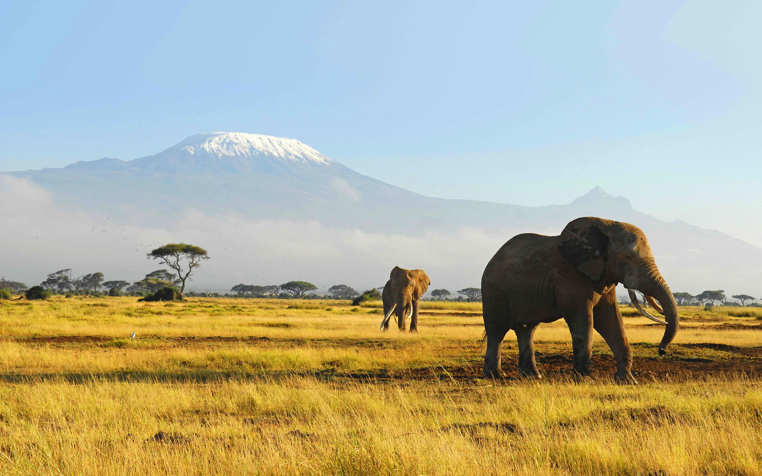 papier peint éléphant,prairie,l'éléphant,faune,paysage naturel,savane