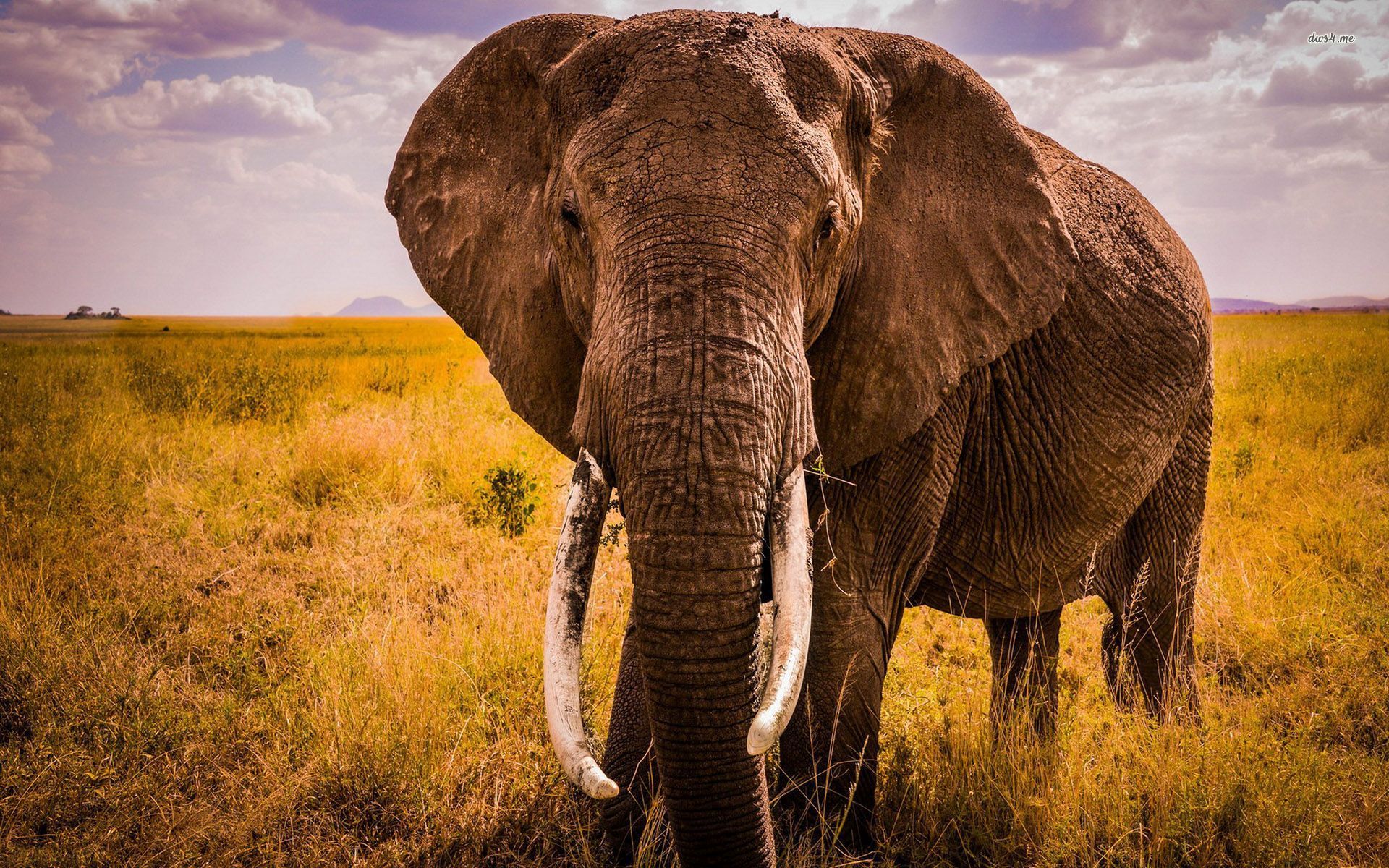 papier peint éléphant,l'éléphant,éléphants et mammouths,animal terrestre,faune,éléphant indien