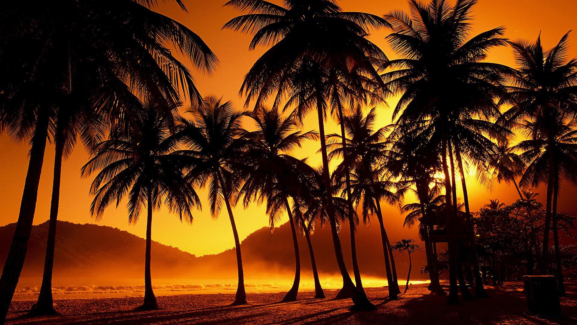 papier peint palmier,arbre,la nature,palmier,ciel,le coucher du soleil