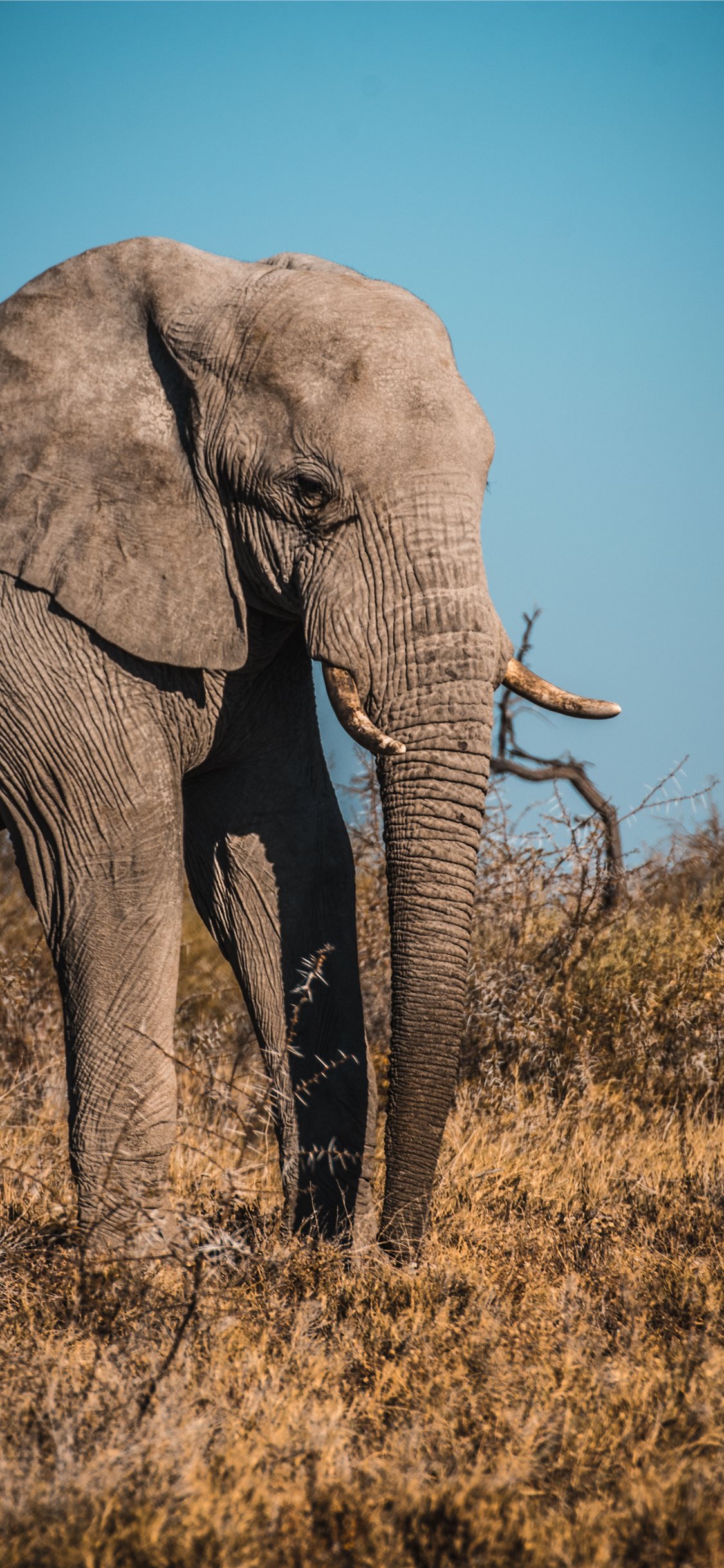 象の壁紙 象 象とマンモス 陸生動物 野生動物 インド象 Wallpaperuse