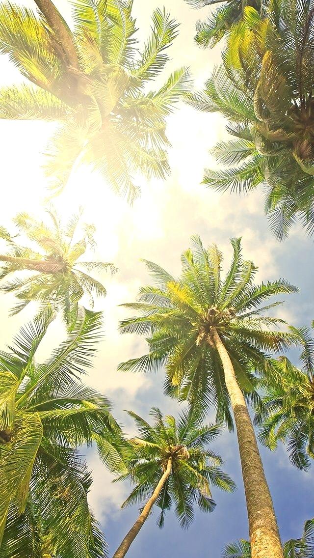 palmen tapete,baum,natur,himmel,pflanze,palme