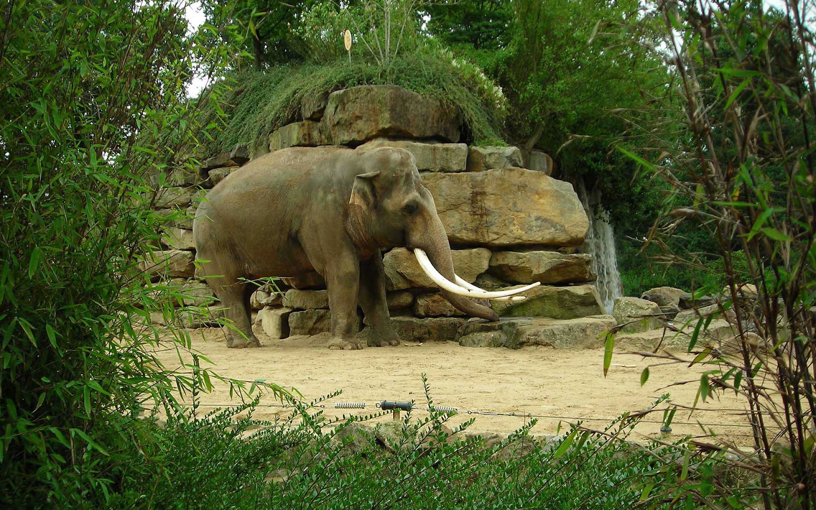 elephant wallpaper,terrestrial animal,elephant,elephants and mammoths,indian elephant,nature reserve