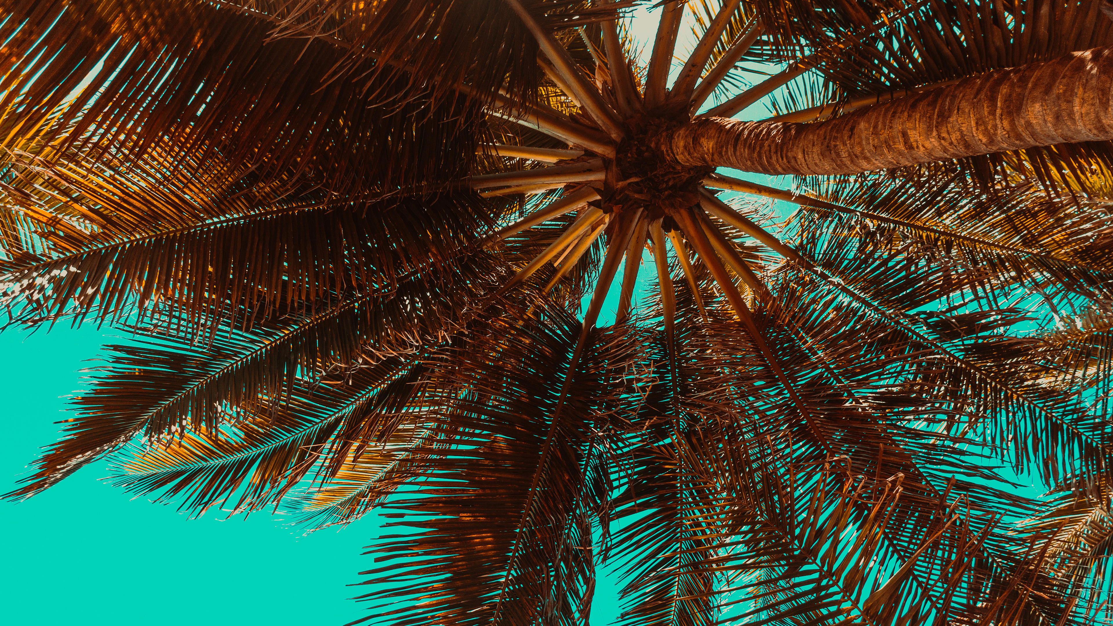 papier peint palmier,arbre,la nature,ciel,palmier,plante ligneuse