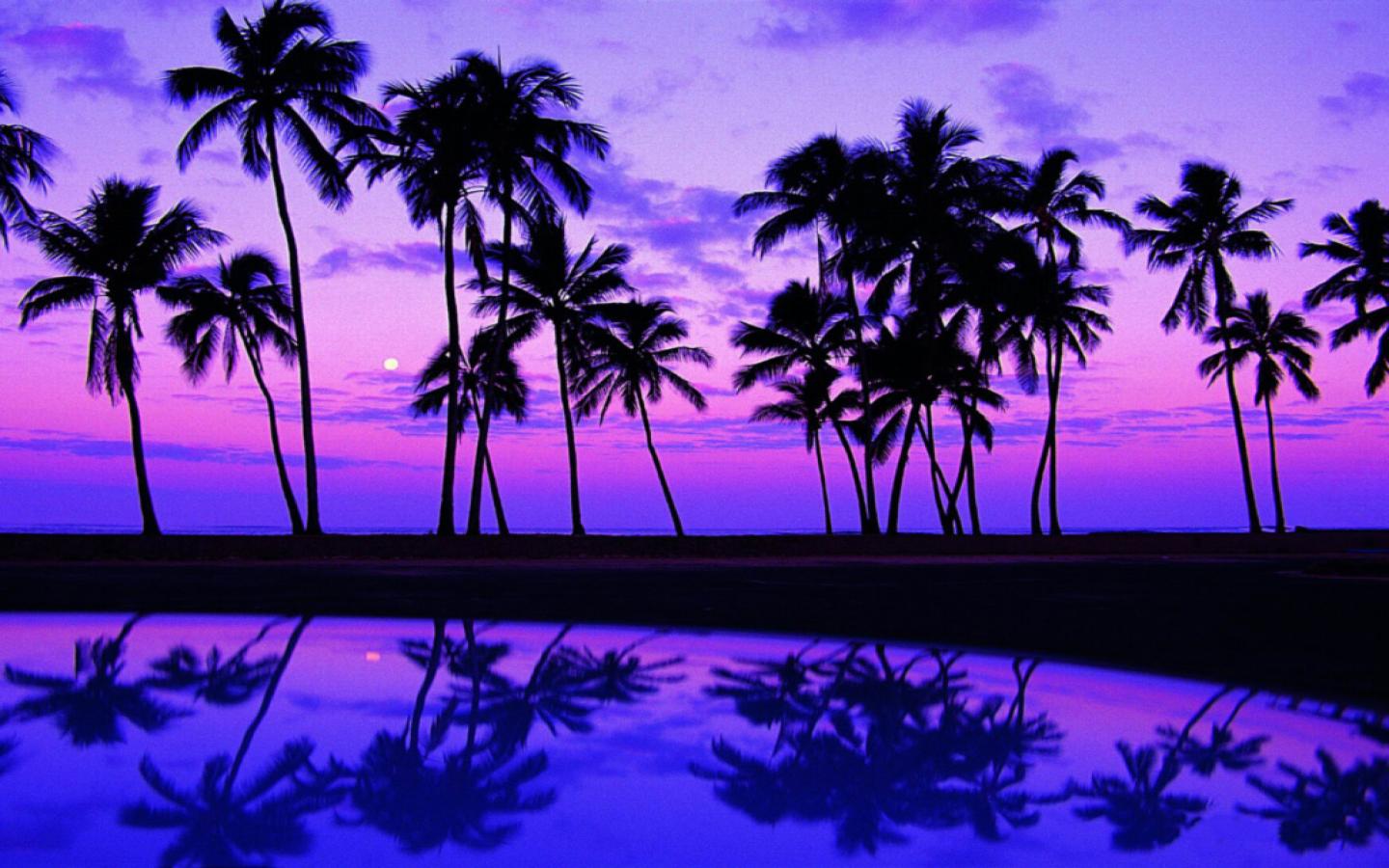 papier peint palmier,ciel,la nature,arbre,palmier,violet