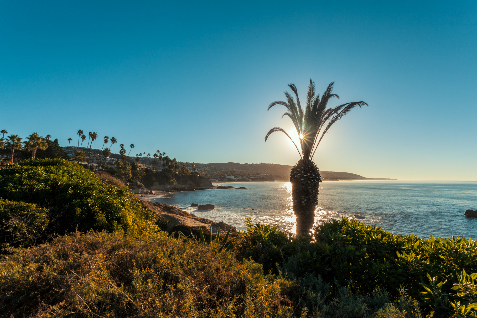 fondo de pantalla de palmera,cuerpo de agua,naturaleza,árbol,cielo,costa