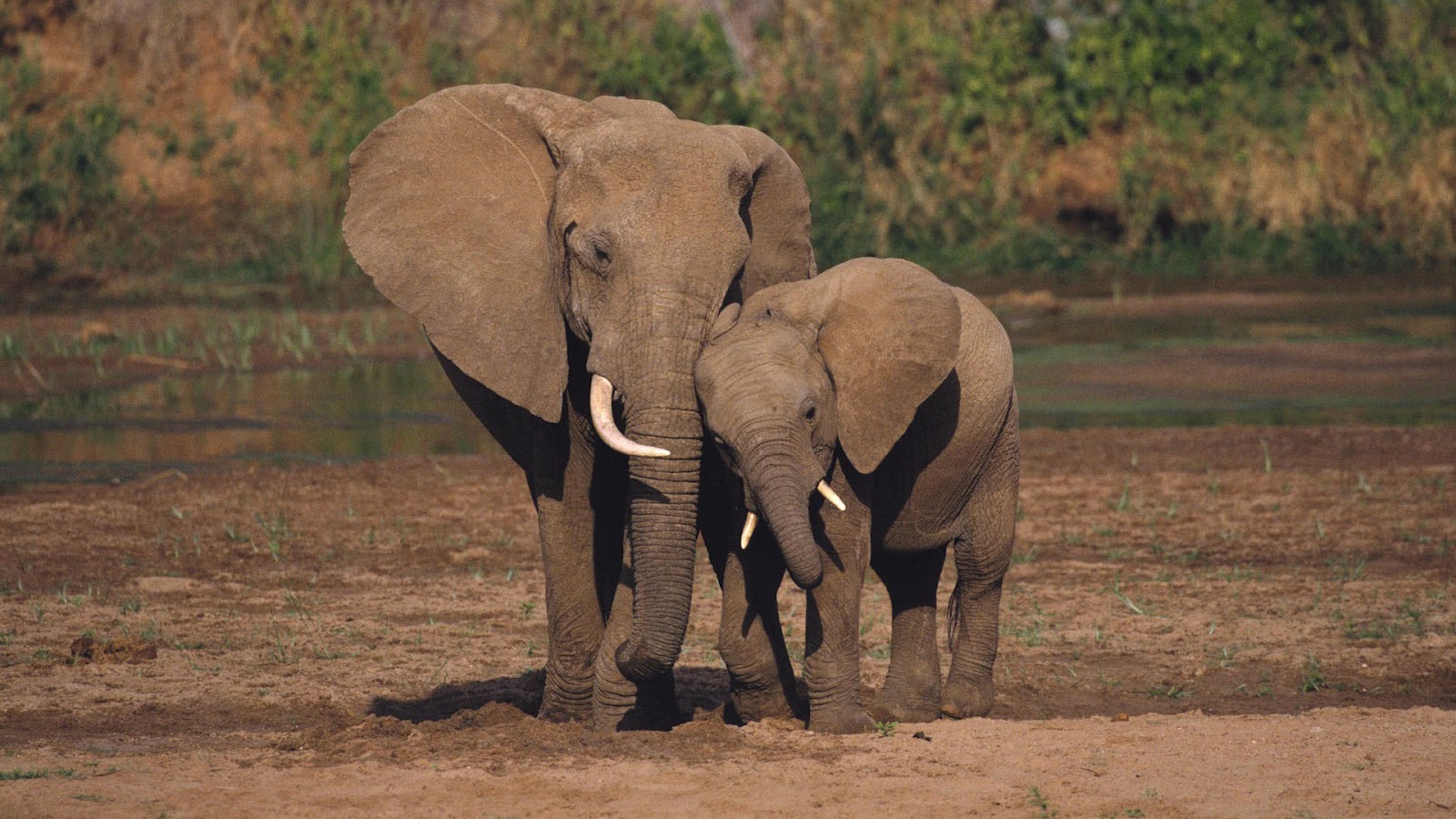 papier peint éléphant,l'éléphant,animal terrestre,faune,éléphants et mammouths,éléphant d'afrique