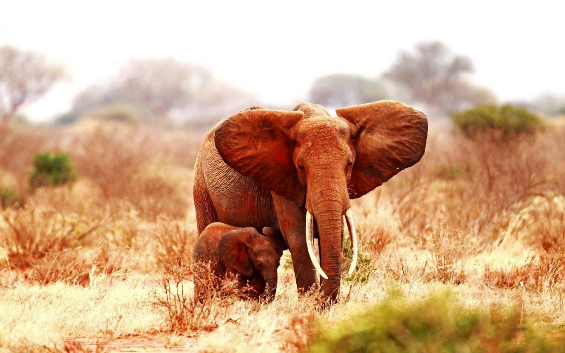 papel pintado de elefante,elefante,elefantes y mamuts,animal terrestre,fauna silvestre,elefante africano