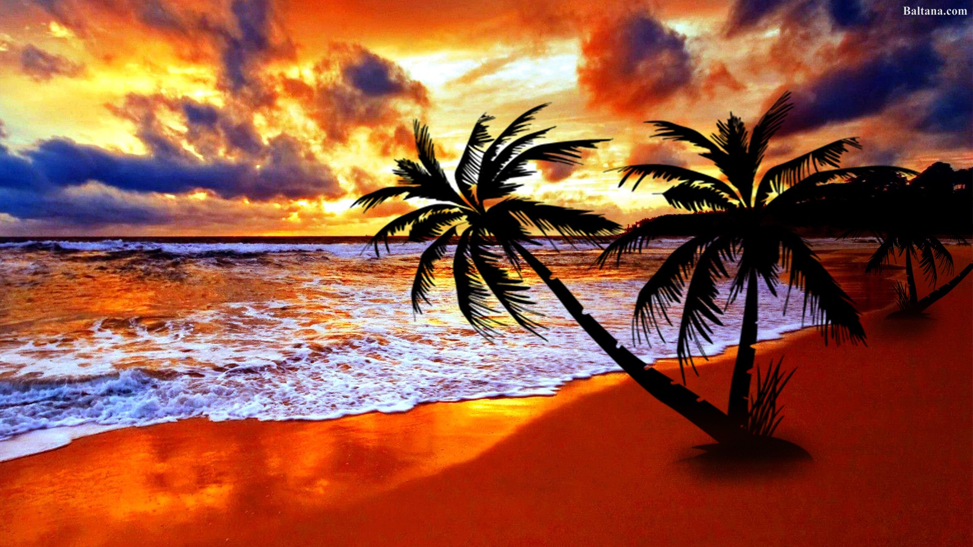 palm tree wallpaper,sky,nature,tropics,sunset,tree