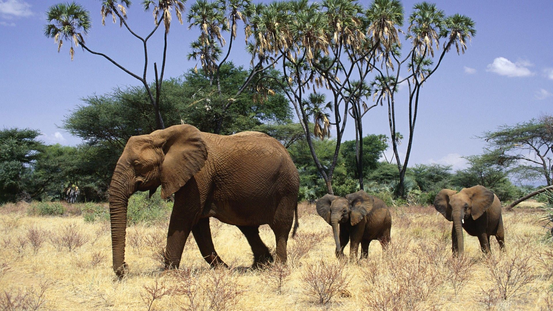 elephant wallpaper,elephant,elephants and mammoths,terrestrial animal,wildlife,vertebrate