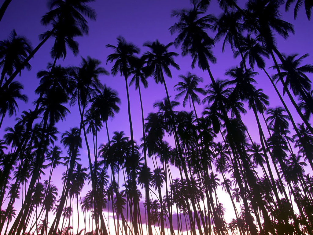 papier peint palmier,ciel,arbre,palmier,plante,violet