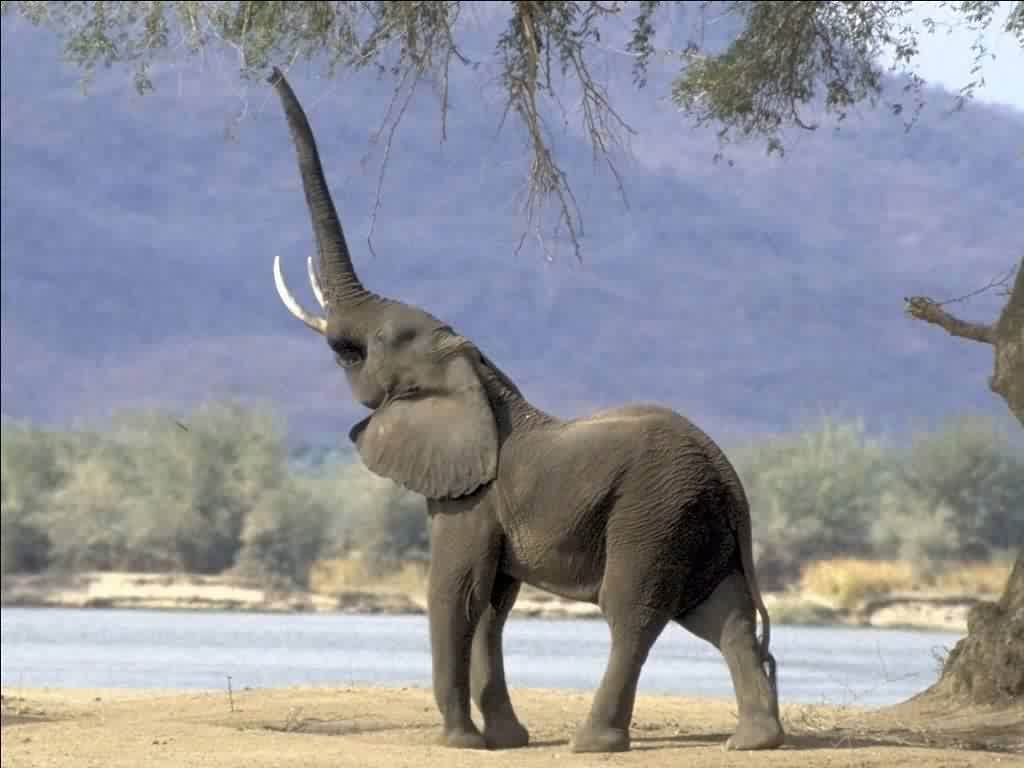 elephant wallpaper,terrestrial animal,elephant,vertebrate,mammal,elephants and mammoths