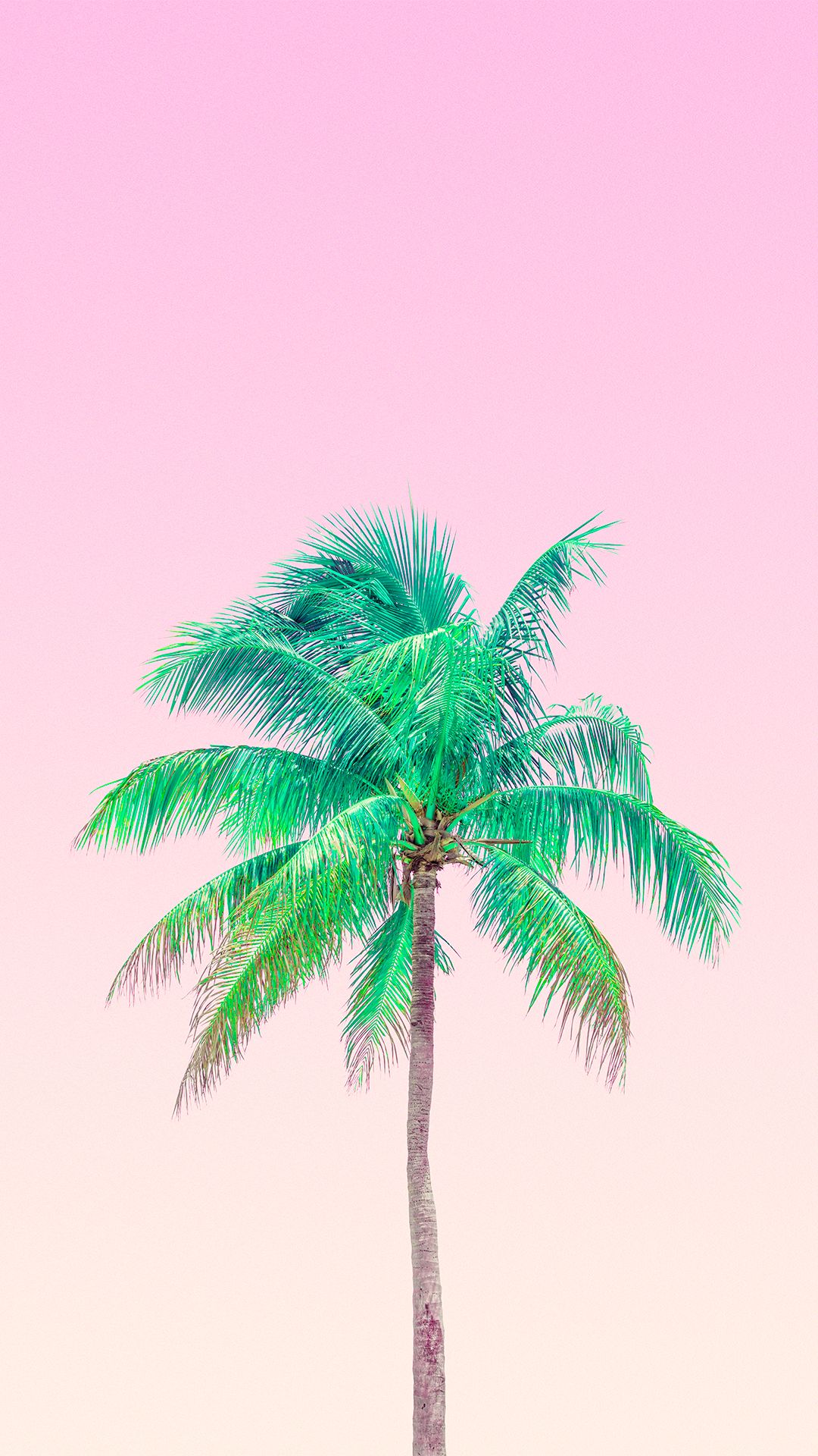 palm tree wallpaper,tree,green,palm tree,sky,coconut