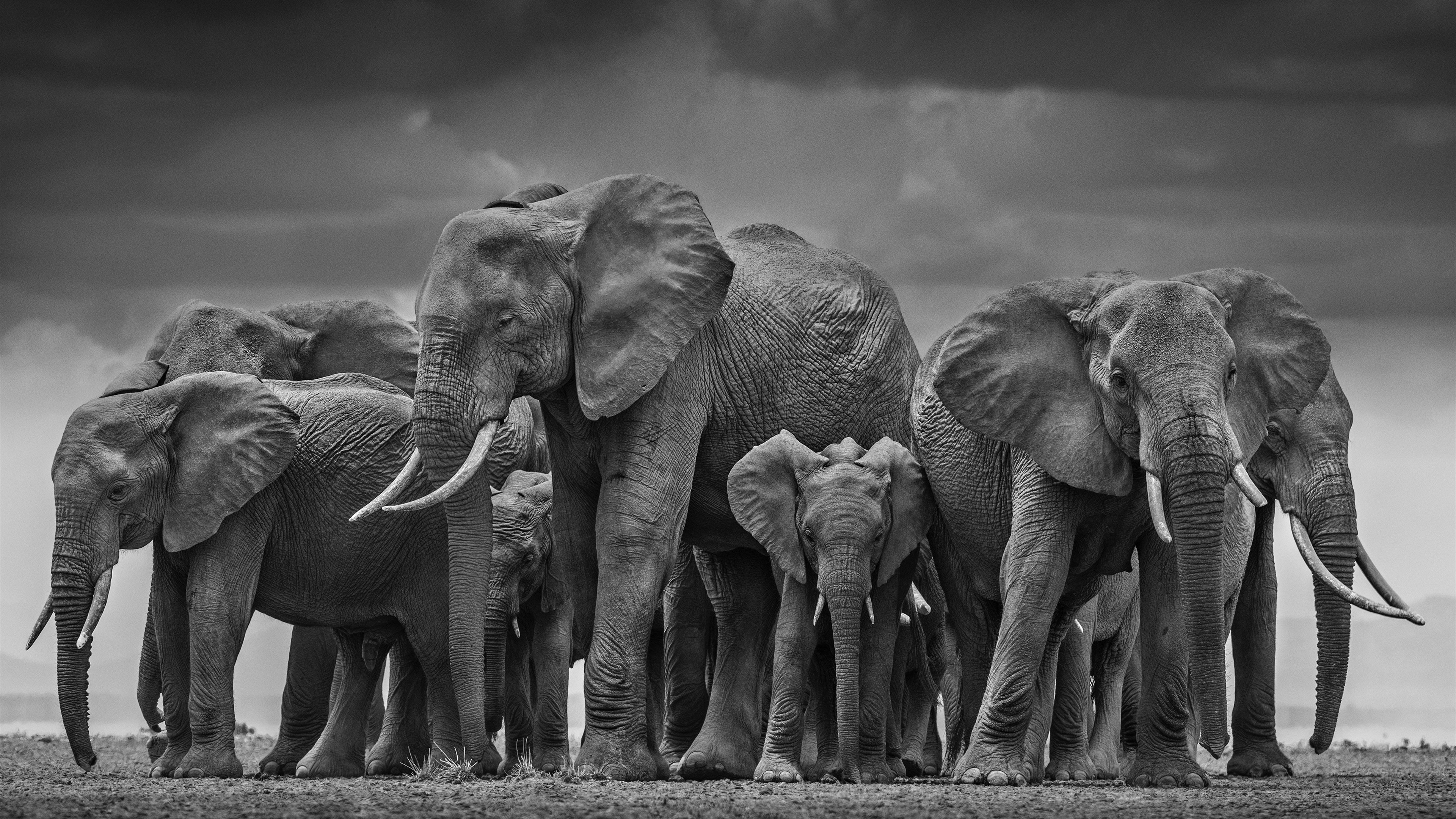 elephant wallpaper,elephant,elephants and mammoths,vertebrate,terrestrial animal,wildlife