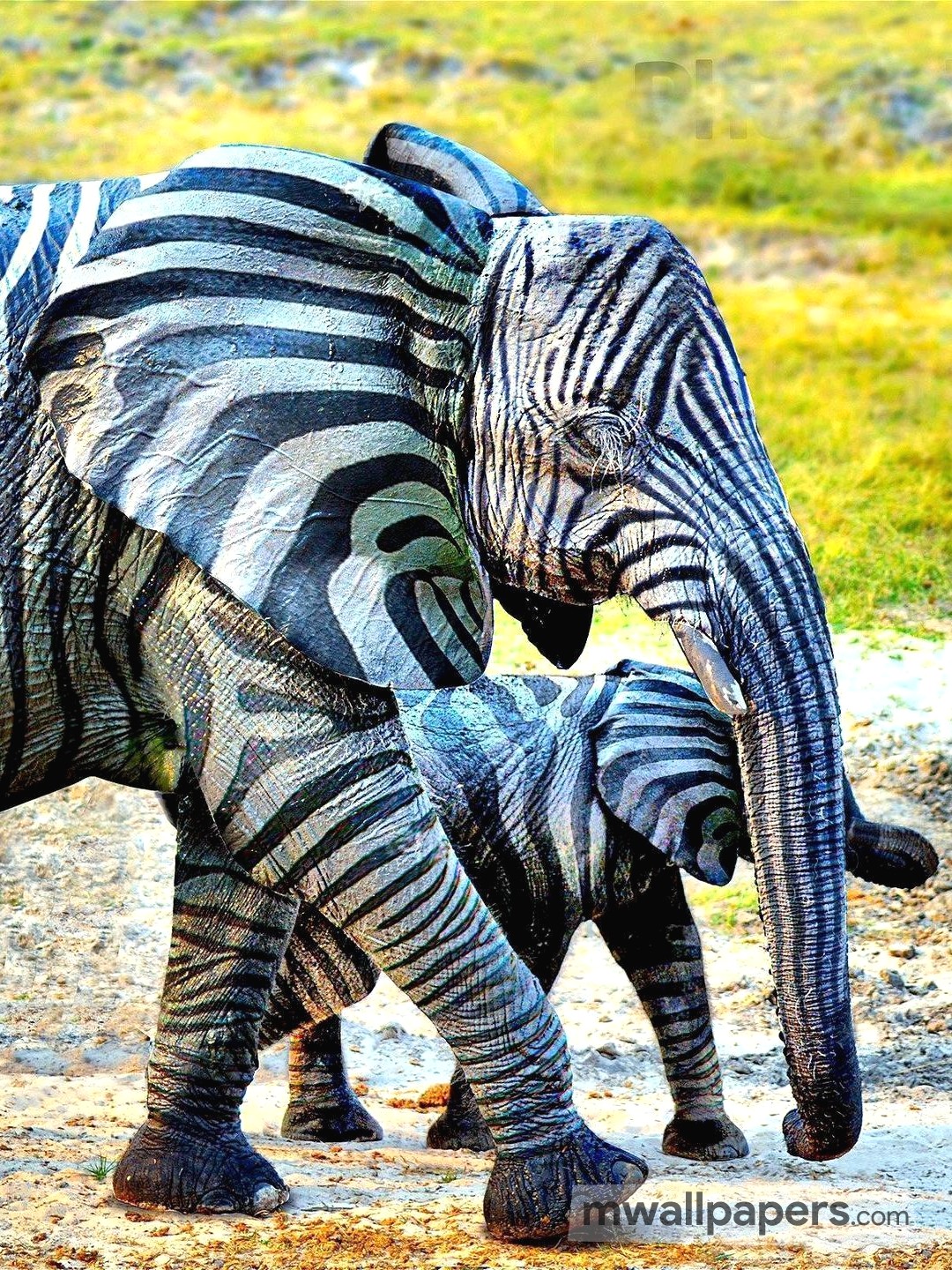 elephant wallpaper,mammal,vertebrate,terrestrial animal,zebra,wildlife