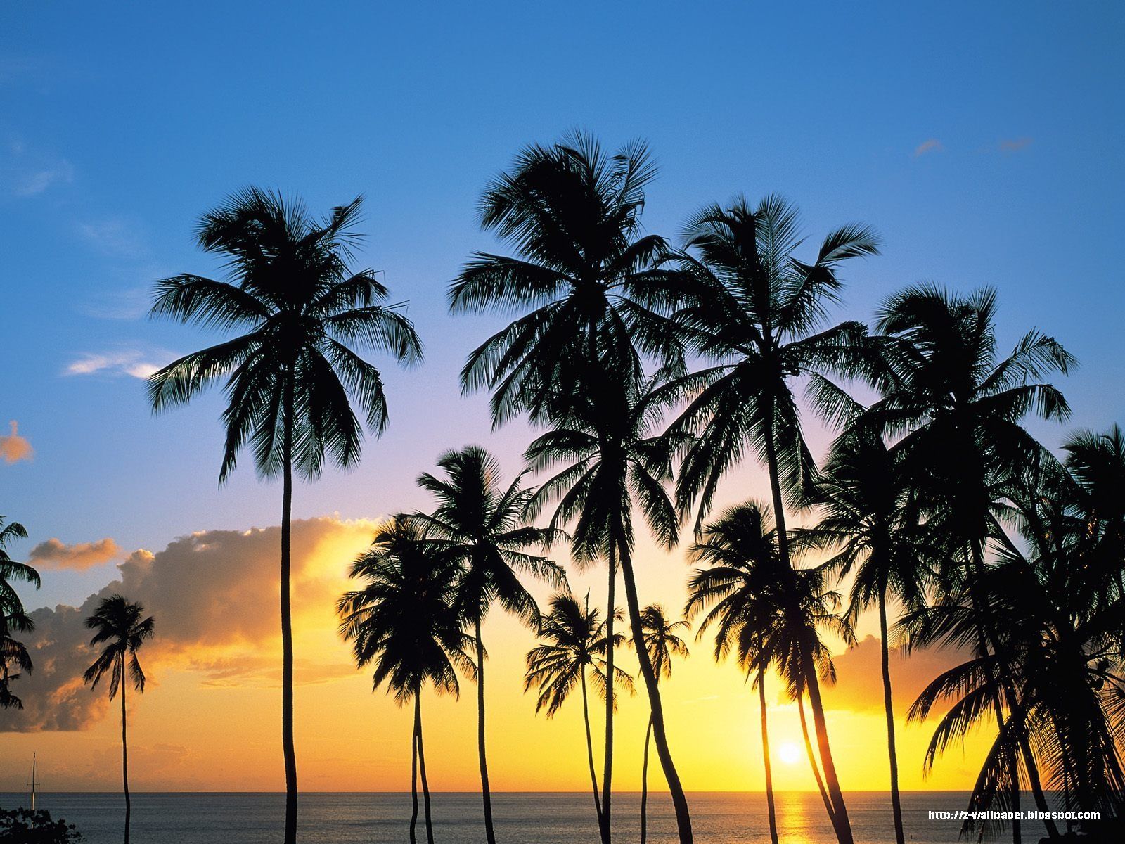 palm tree wallpaper,tree,sky,nature,palm tree,arecales