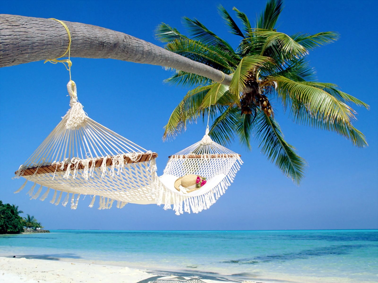 palm tree wallpaper,hammock,tropics,caribbean,tree,azure