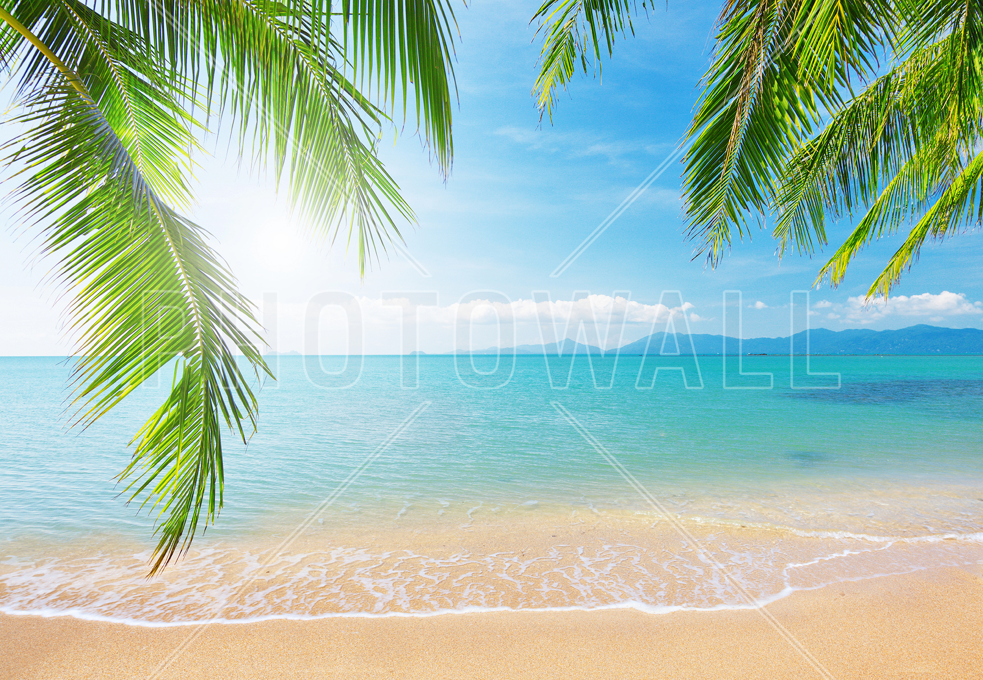 fondo de pantalla de palmera,cielo,árbol,naturaleza,caribe,palmera