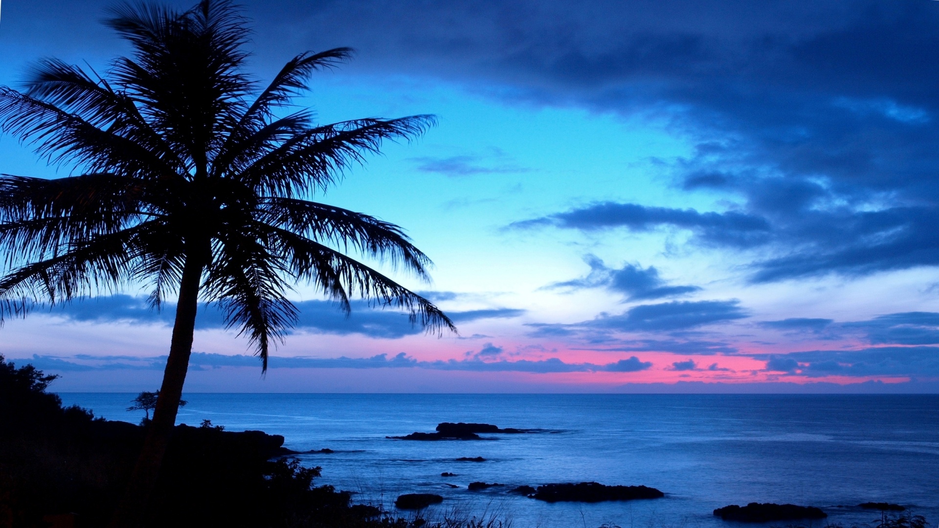 papier peint palmier,ciel,la nature,océan,bleu,arbre