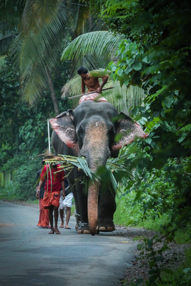 papier peint éléphant,arbre,jungle,forêt,forêt tropicale,plante