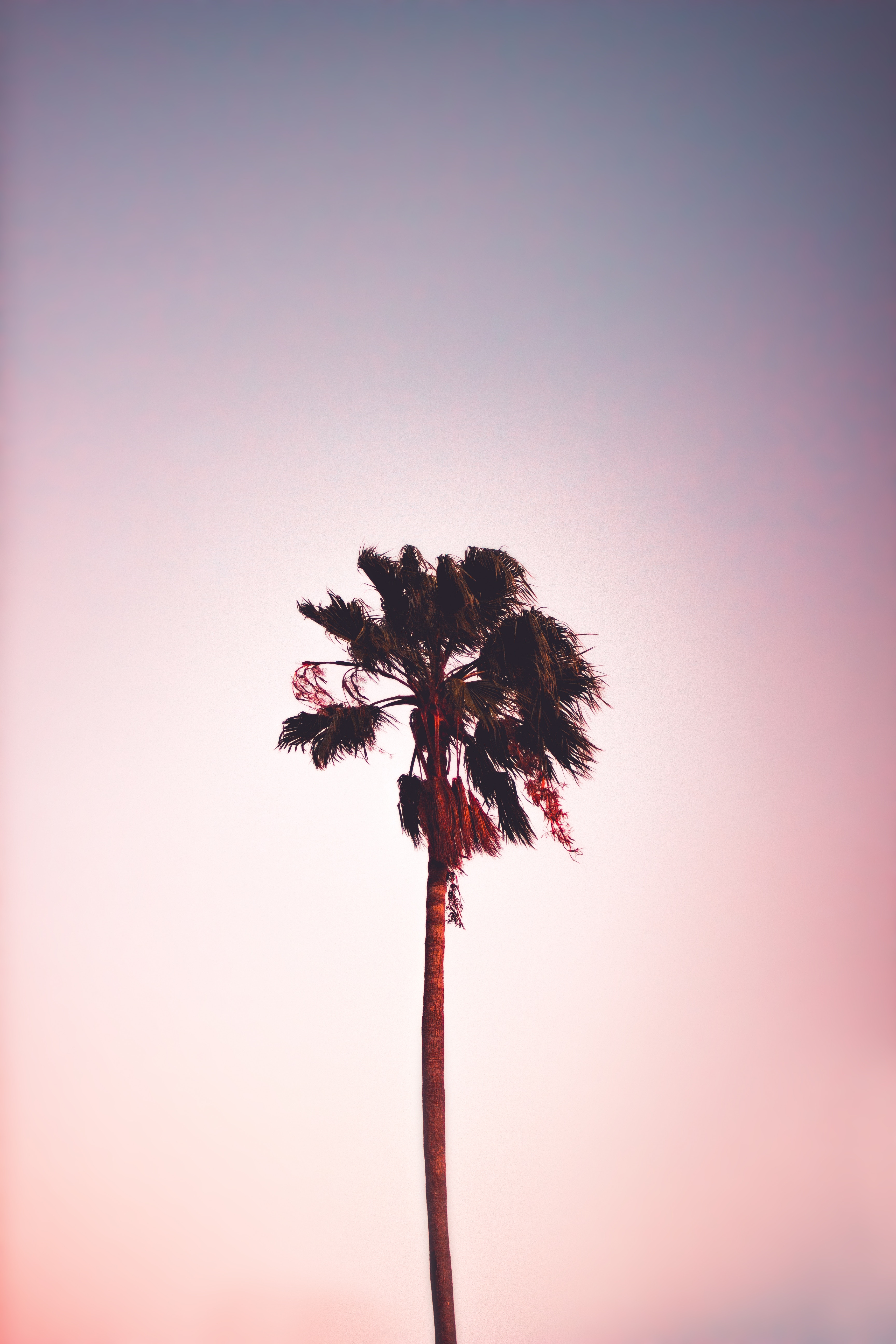 palm tree wallpaper,nature,sky,pink,plant,tree