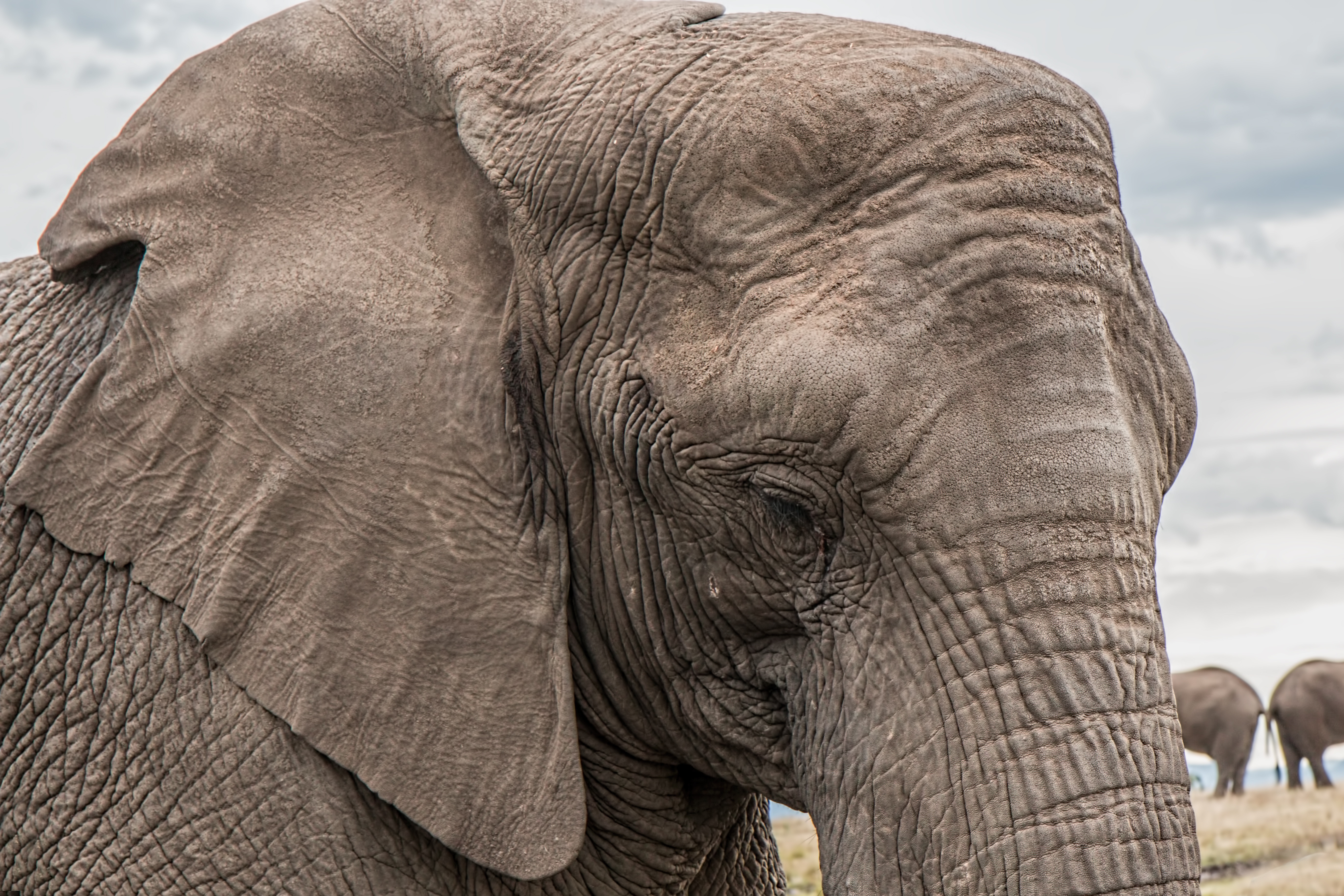 papel pintado de elefante,elefante,elefantes y mamuts,animal terrestre,elefante indio,elefante africano