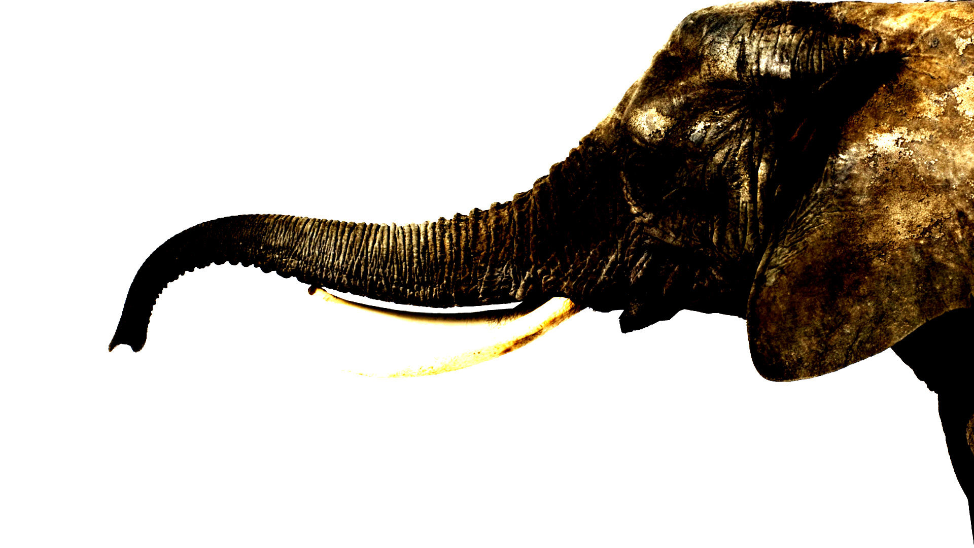 elephant wallpaper,horn,elephant,elephants and mammoths,terrestrial animal,claw