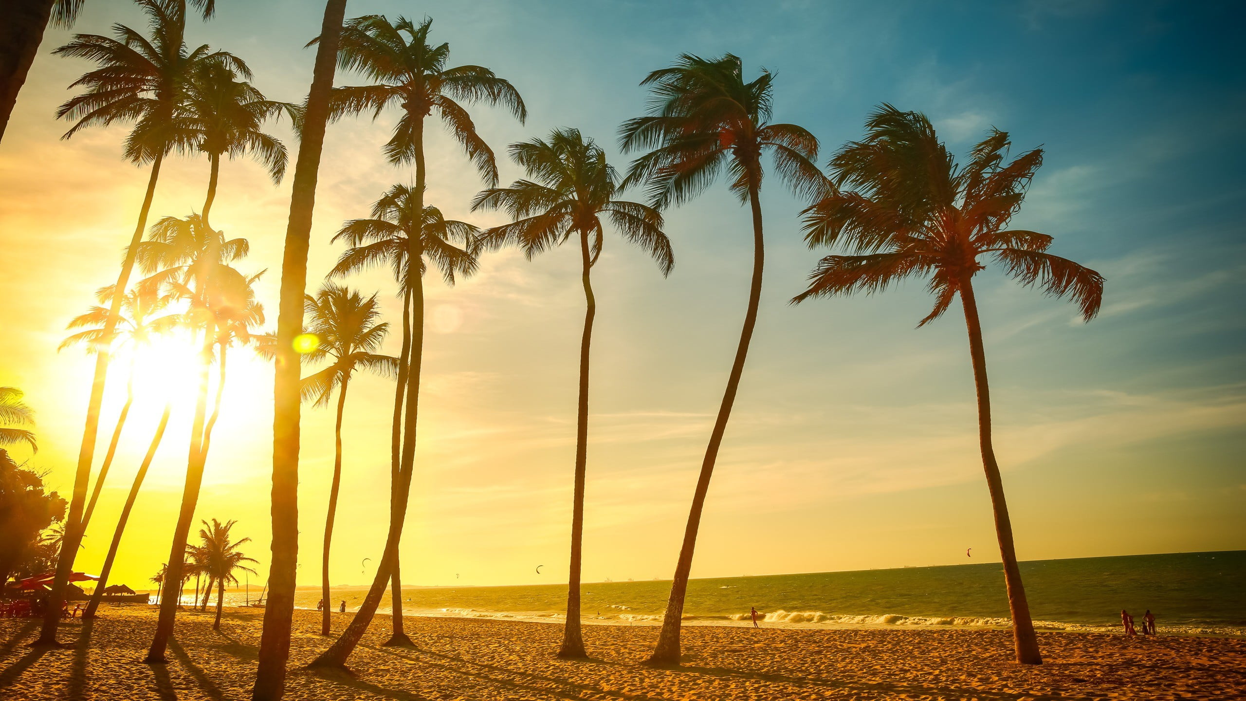 palm tree wallpaper,tree,nature,sky,palm tree,arecales